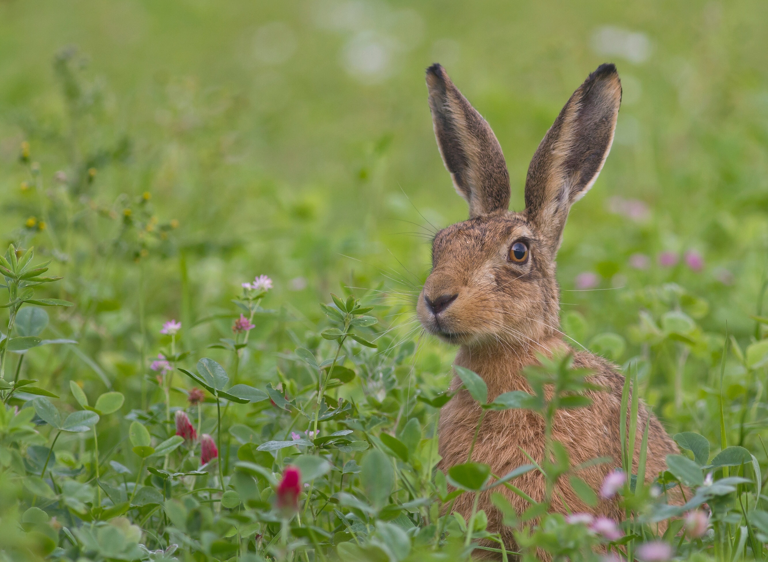 Hare Wallpapers