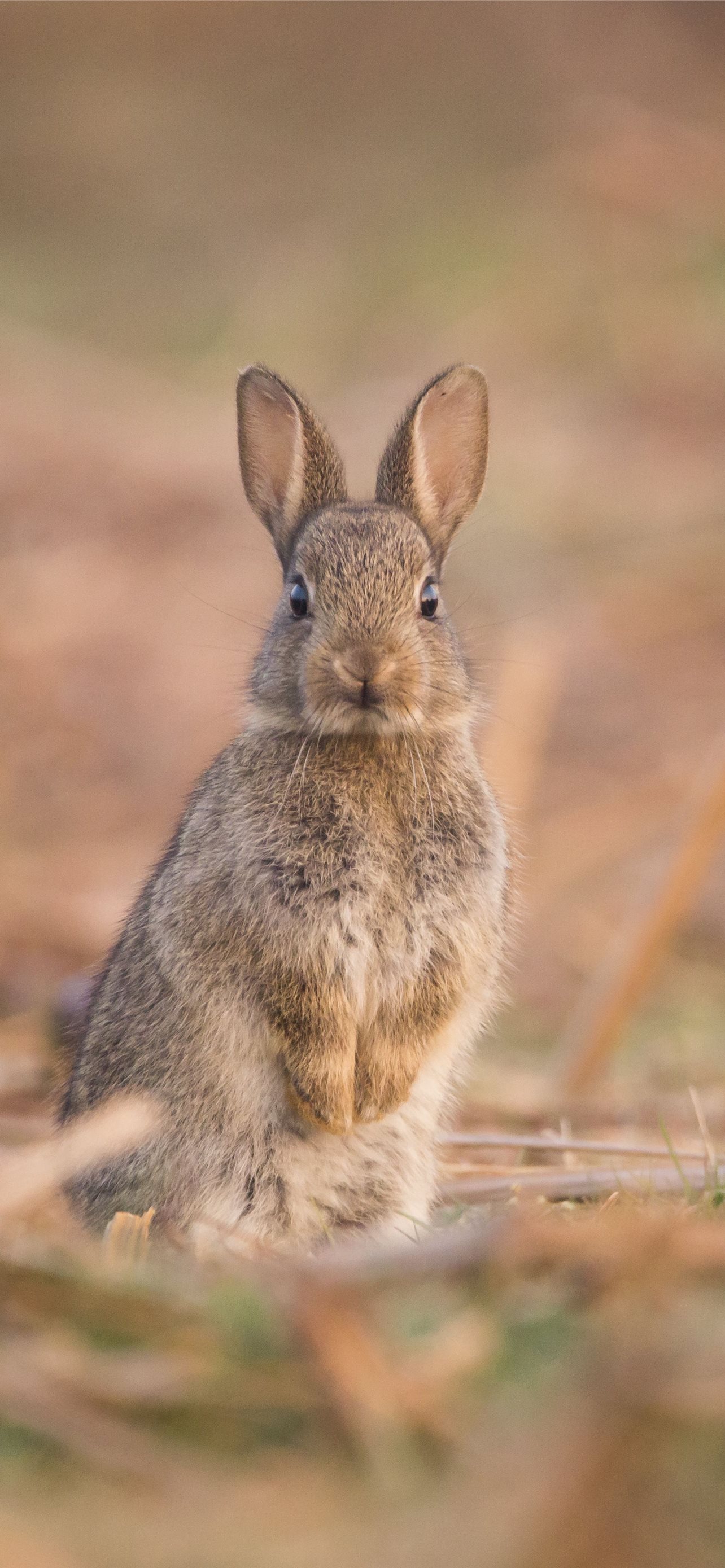 Hare Wallpapers