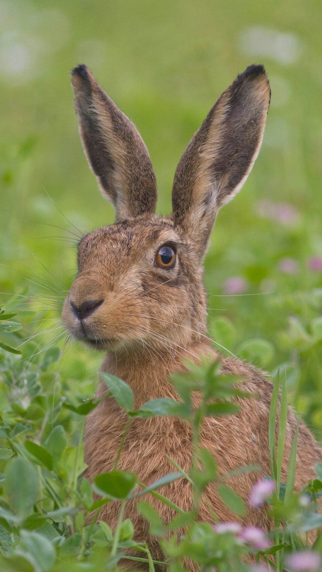 Hare Wallpapers