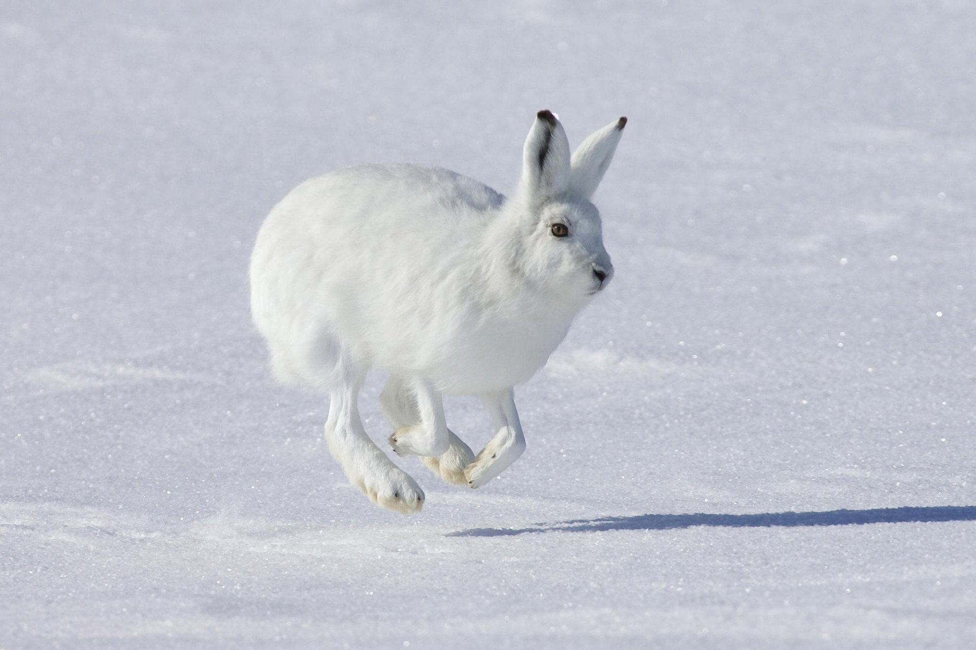 Hare Wallpapers