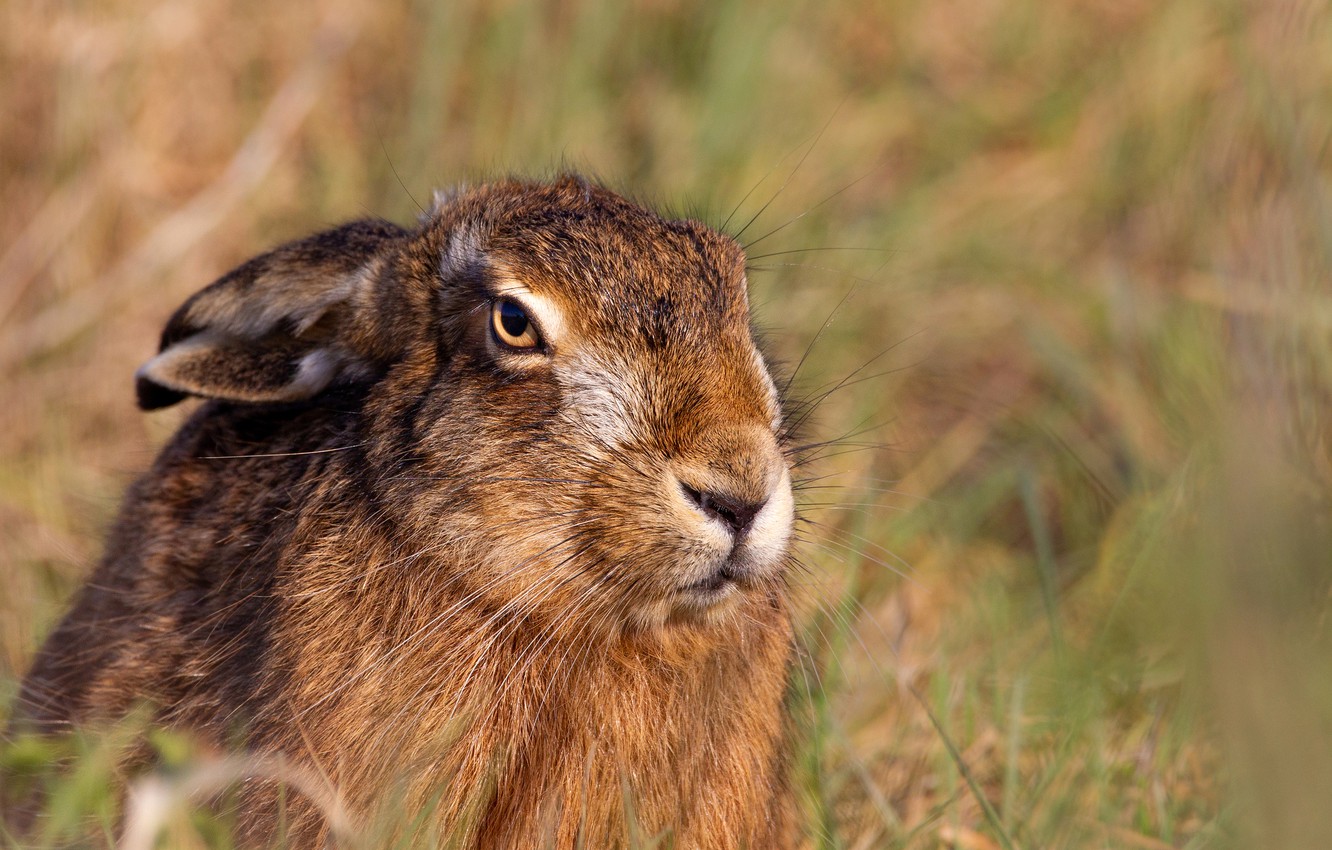 Hare Wallpapers