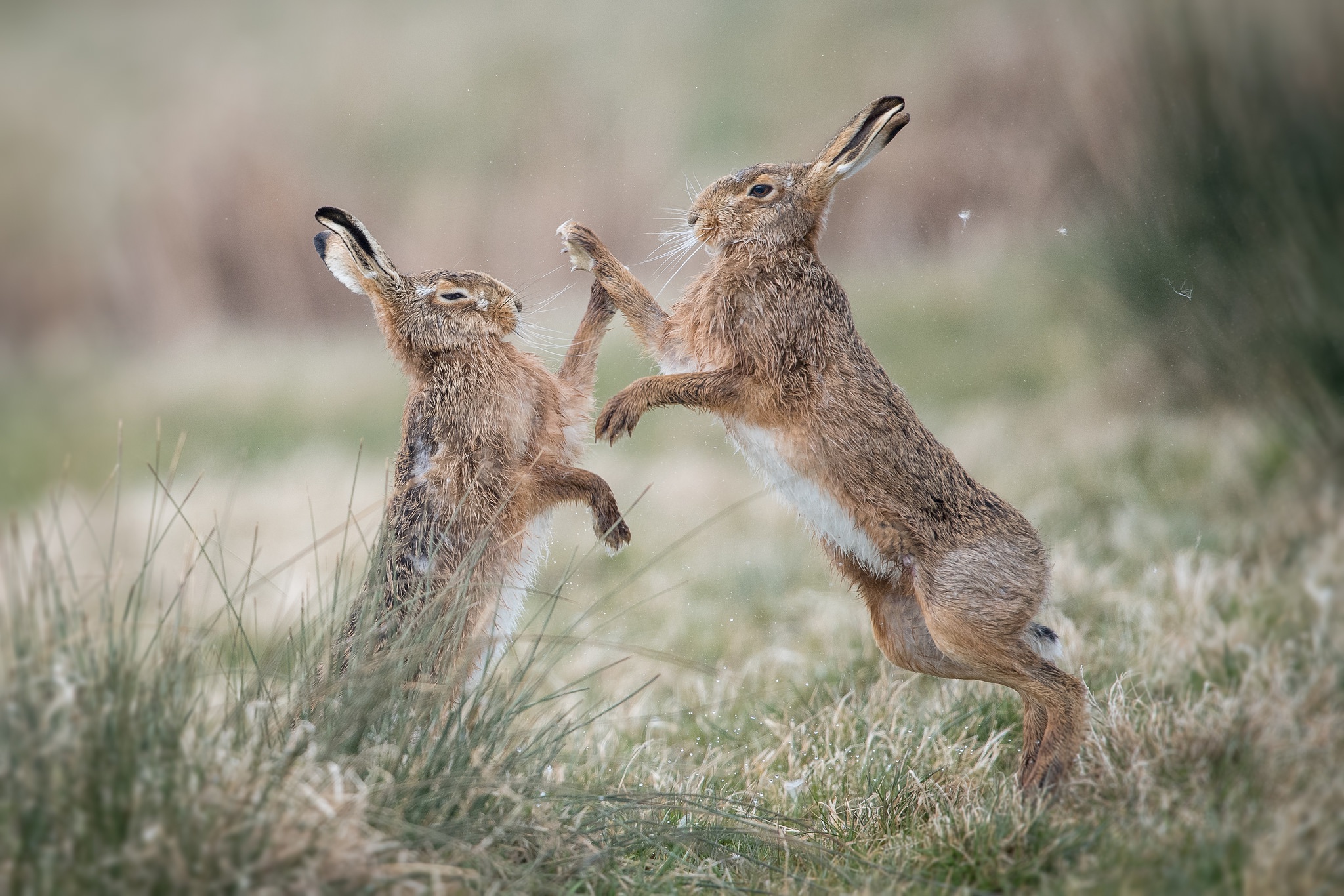 Hare Wallpapers