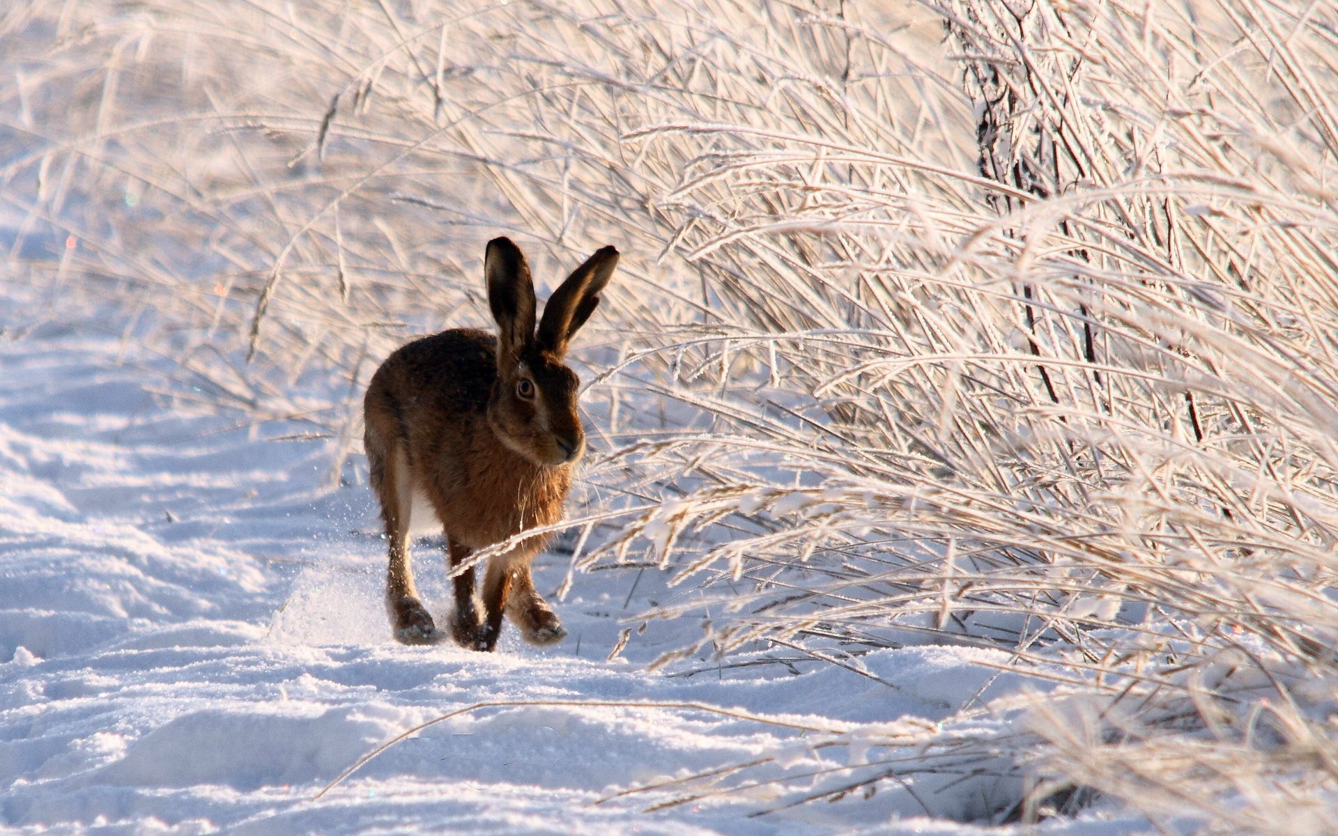 Hare Wallpapers