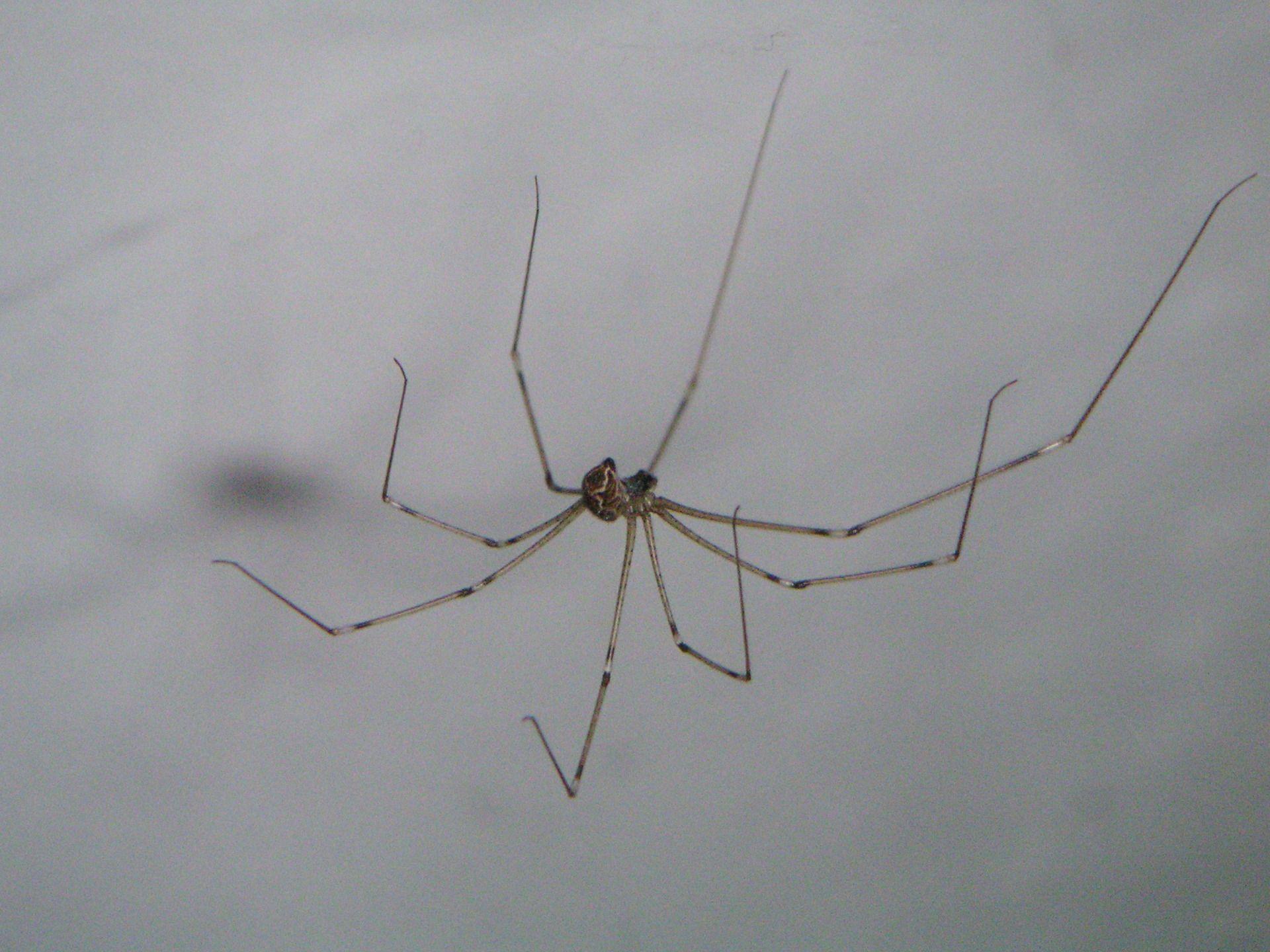 Harvestmen Wallpapers