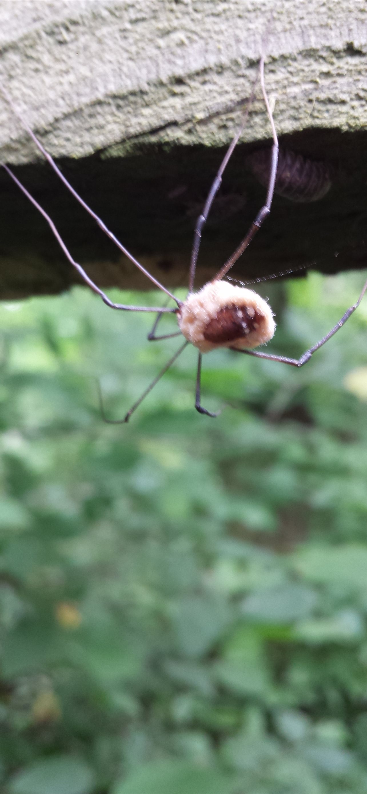 Harvestmen Wallpapers