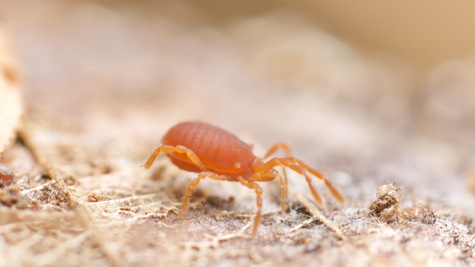 Harvestmen Wallpapers