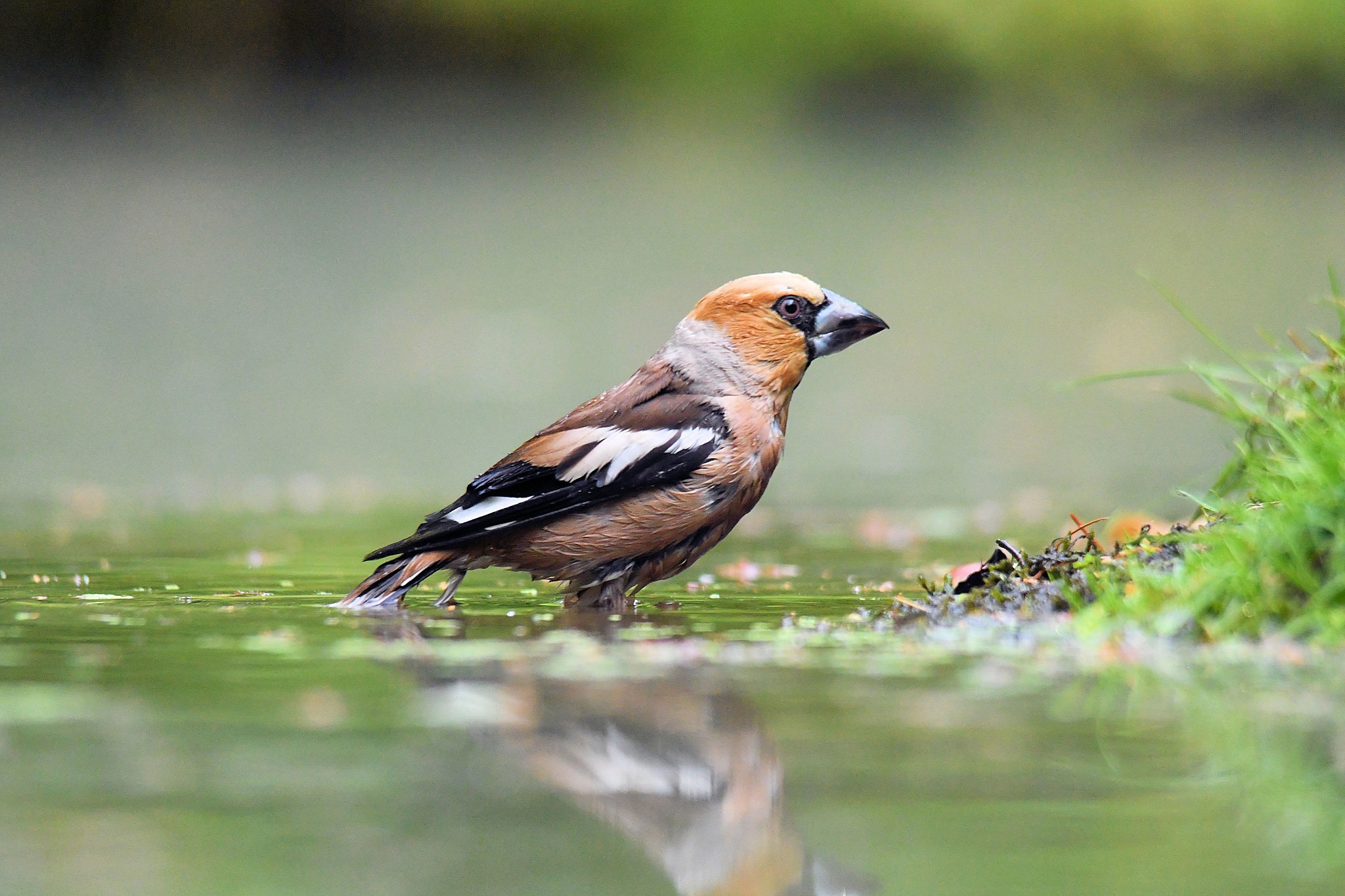 Hawfinch Wallpapers