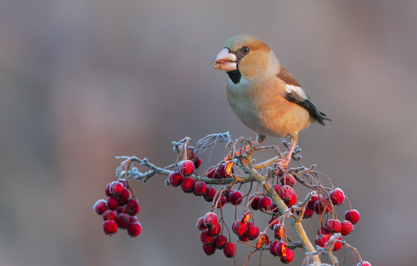 Hawfinch Wallpapers