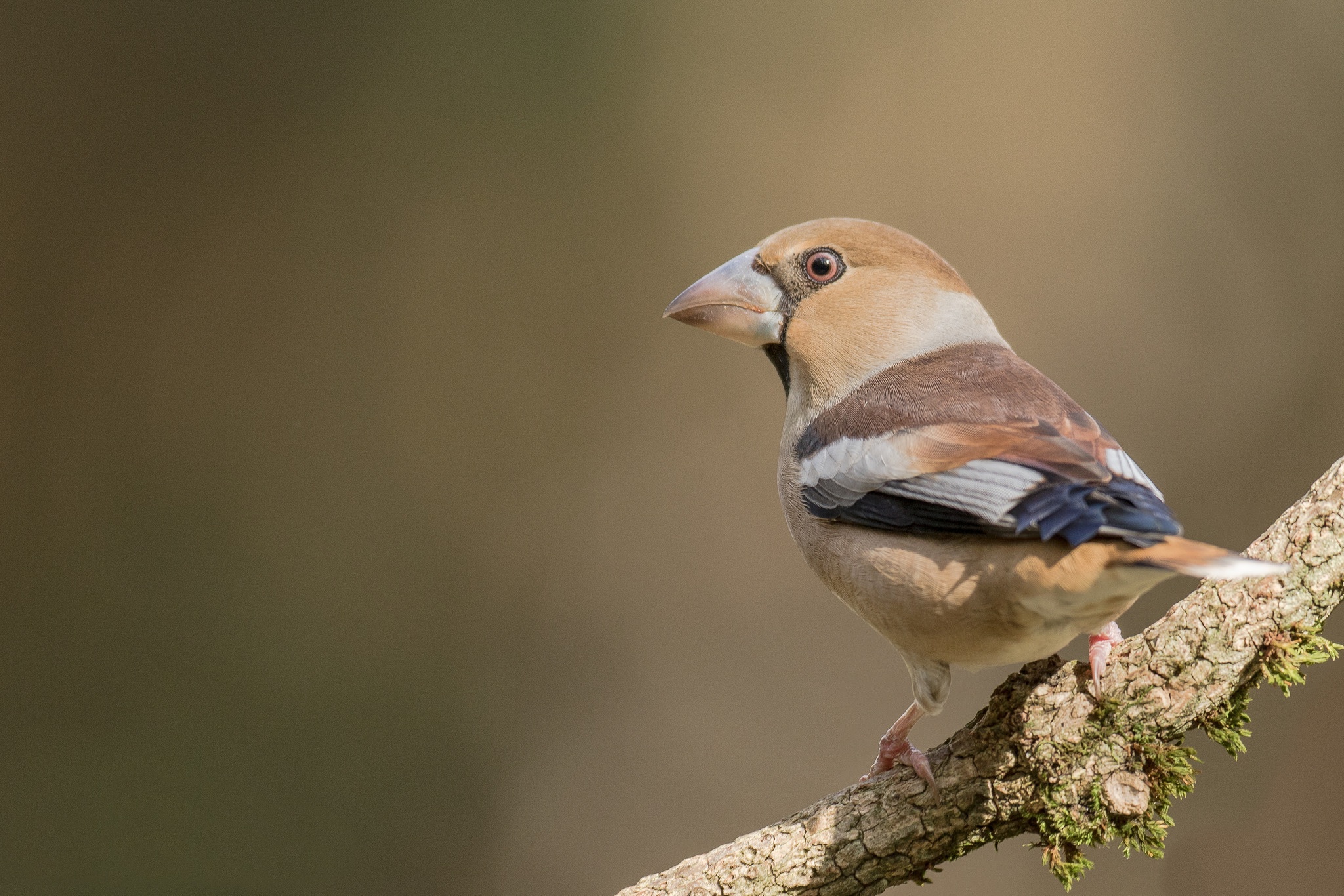 Hawfinch Wallpapers