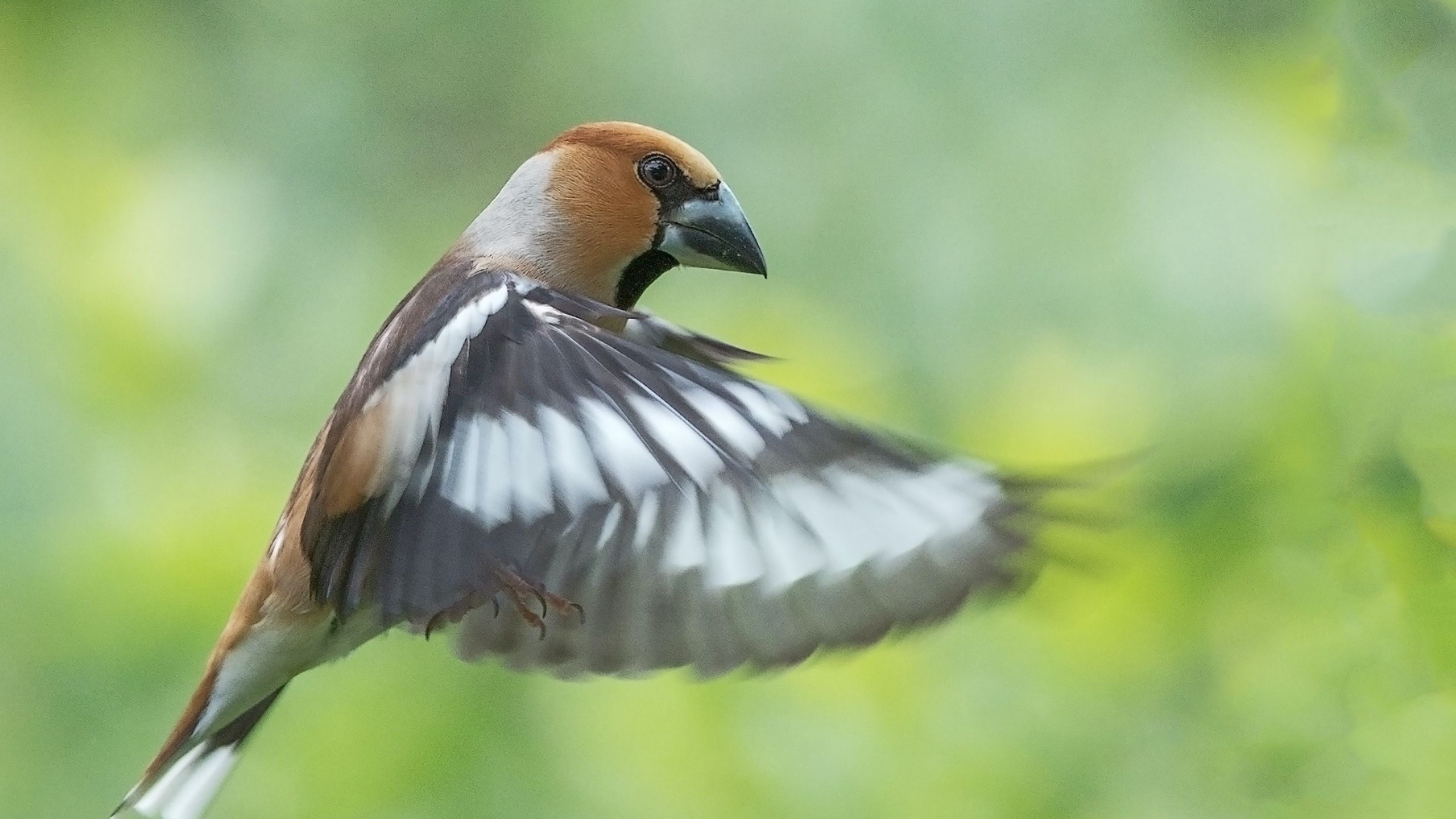 Hawfinch Wallpapers