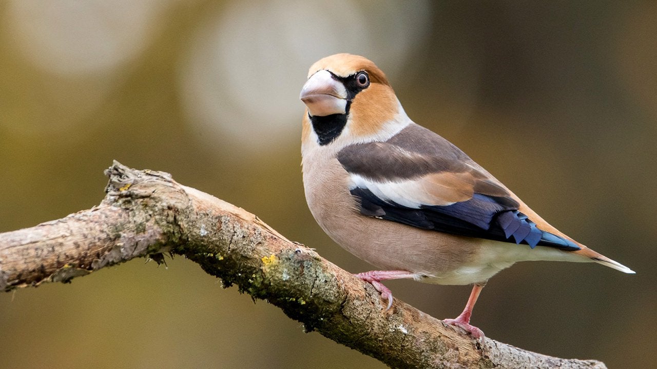 Hawfinch Wallpapers