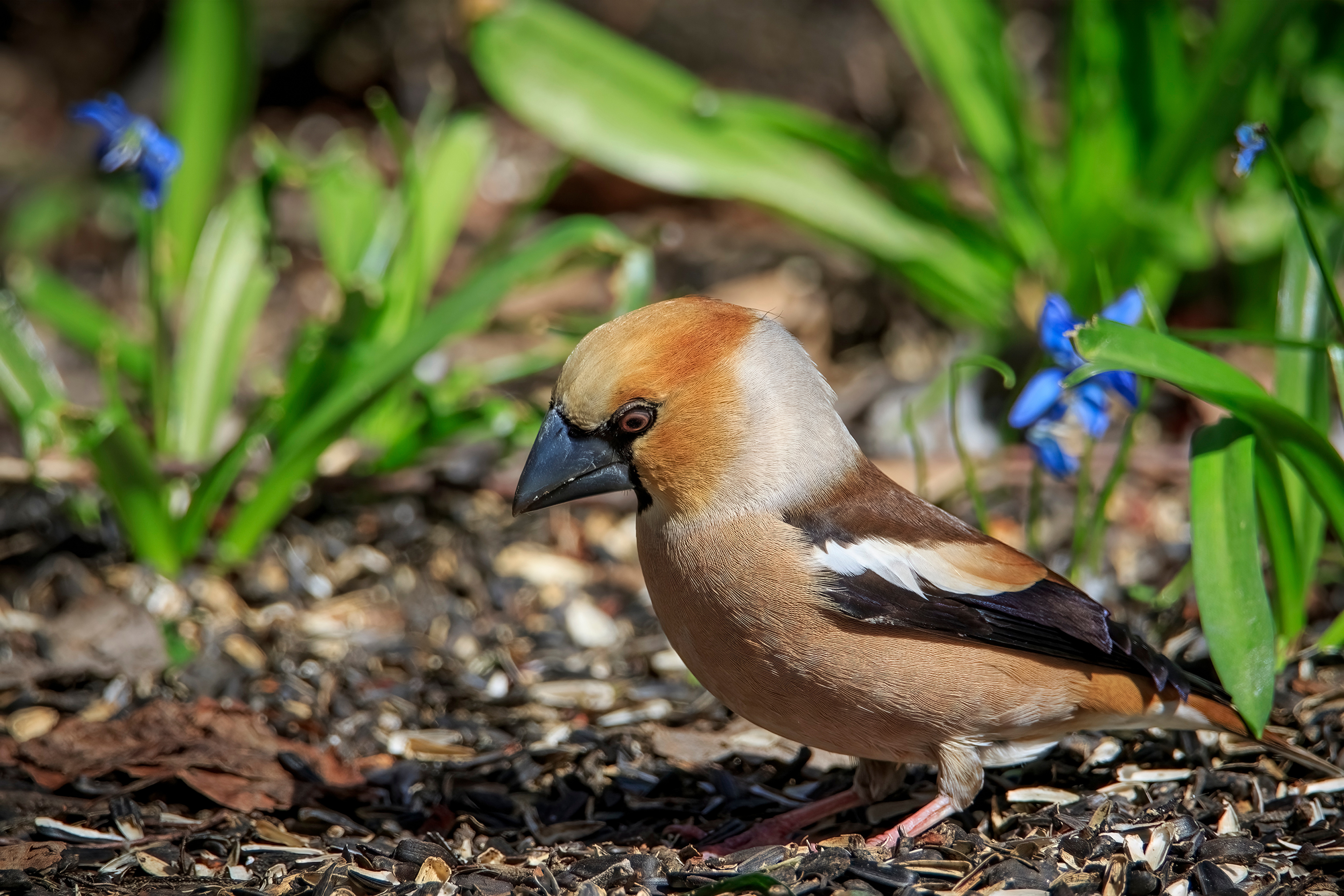 Hawfinch Wallpapers