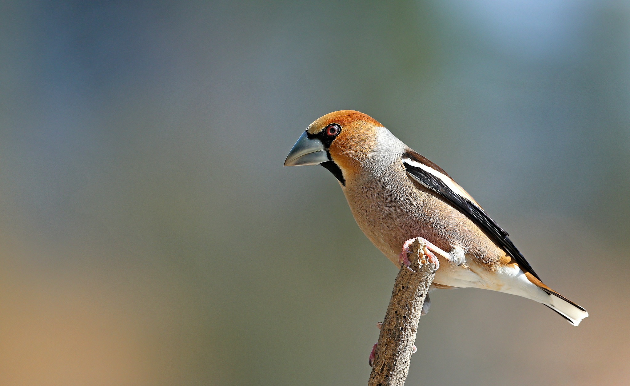 Hawfinch Wallpapers