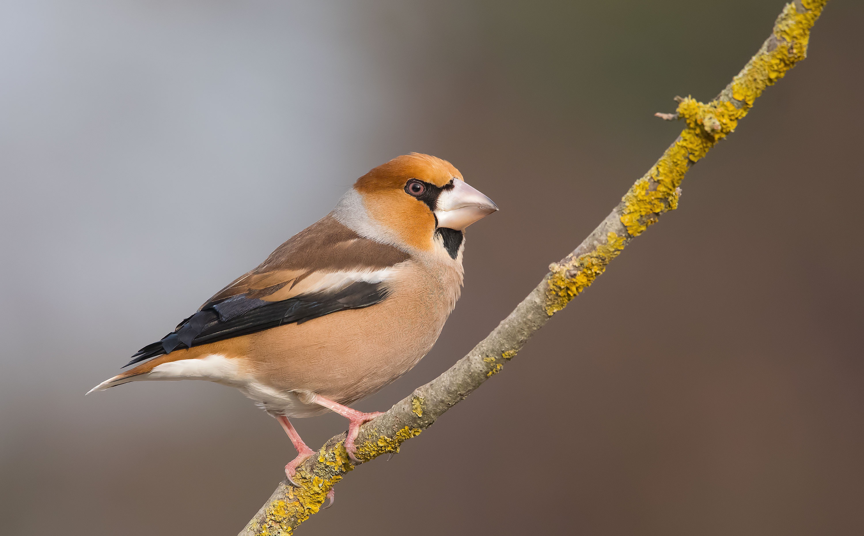 Hawfinch Wallpapers