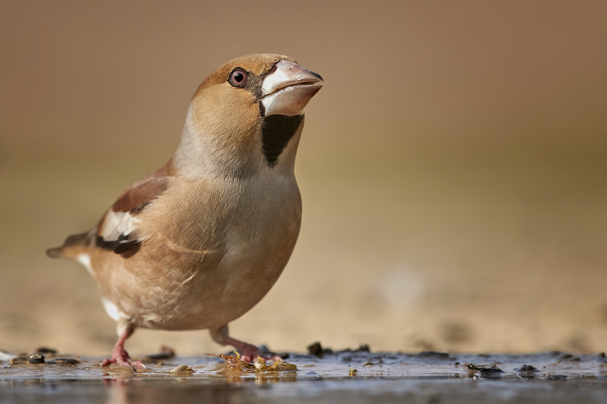 Hawfinch Wallpapers