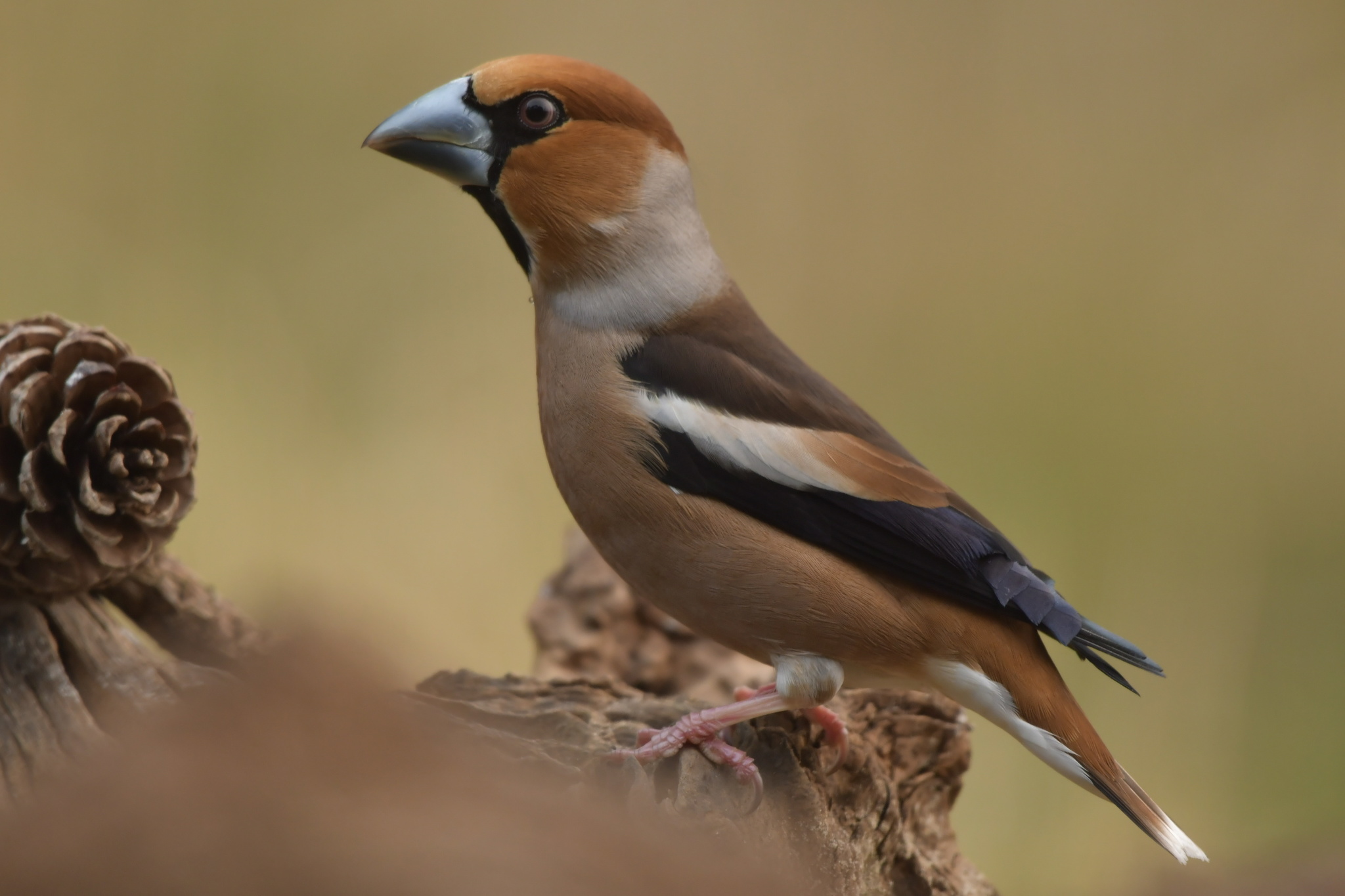 Hawfinch Wallpapers