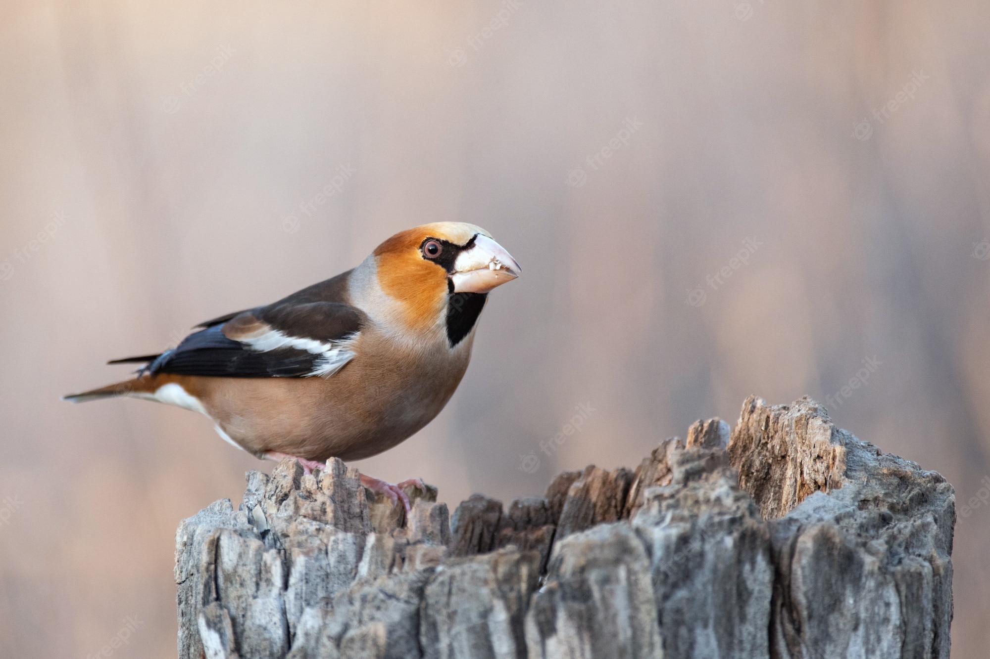 Hawfinch Wallpapers