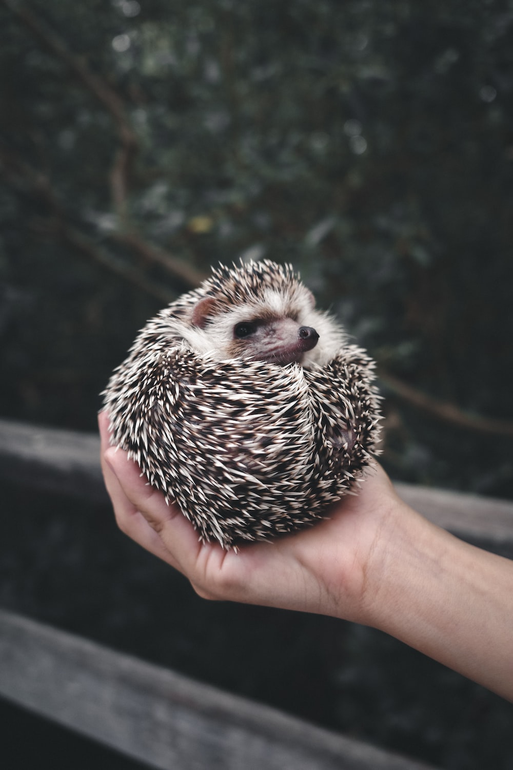 Hedgehogs Wallpapers