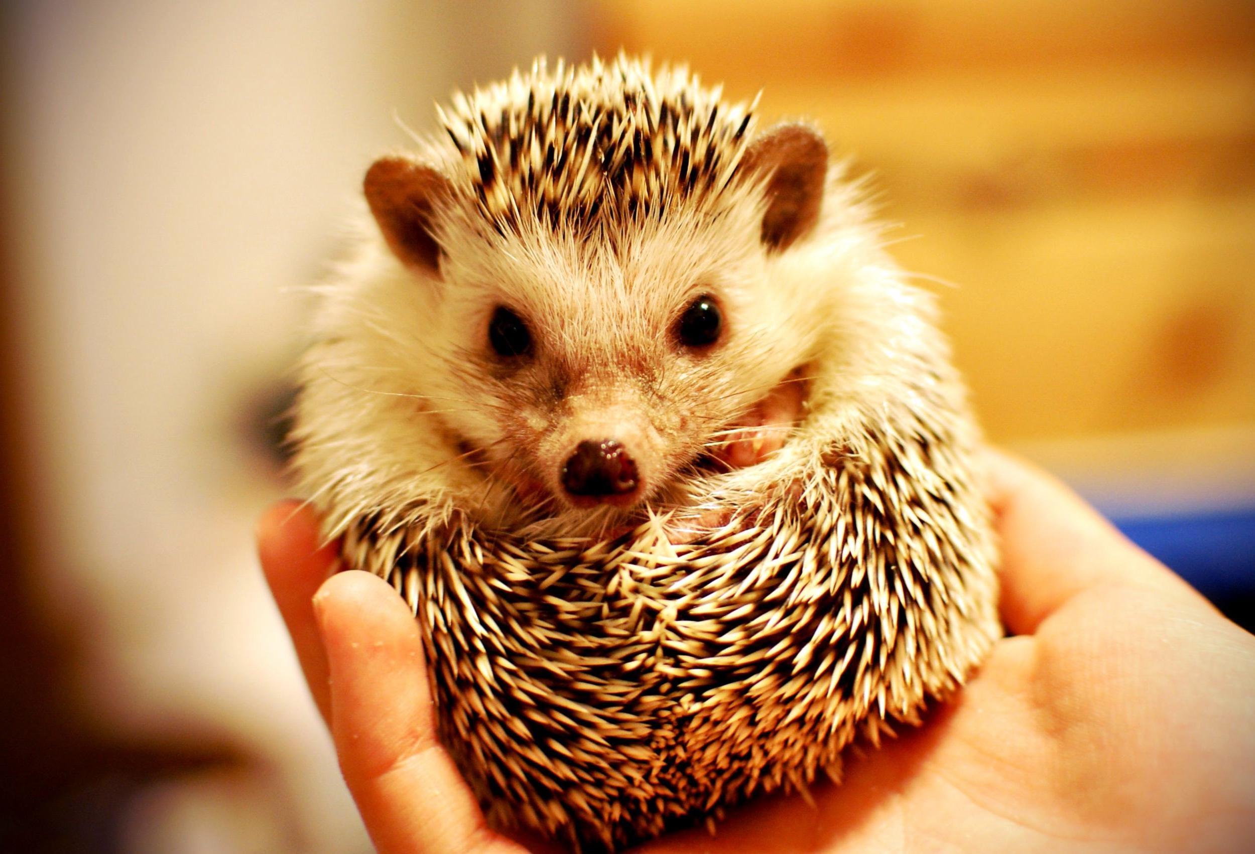 Hedgehogs Wallpapers