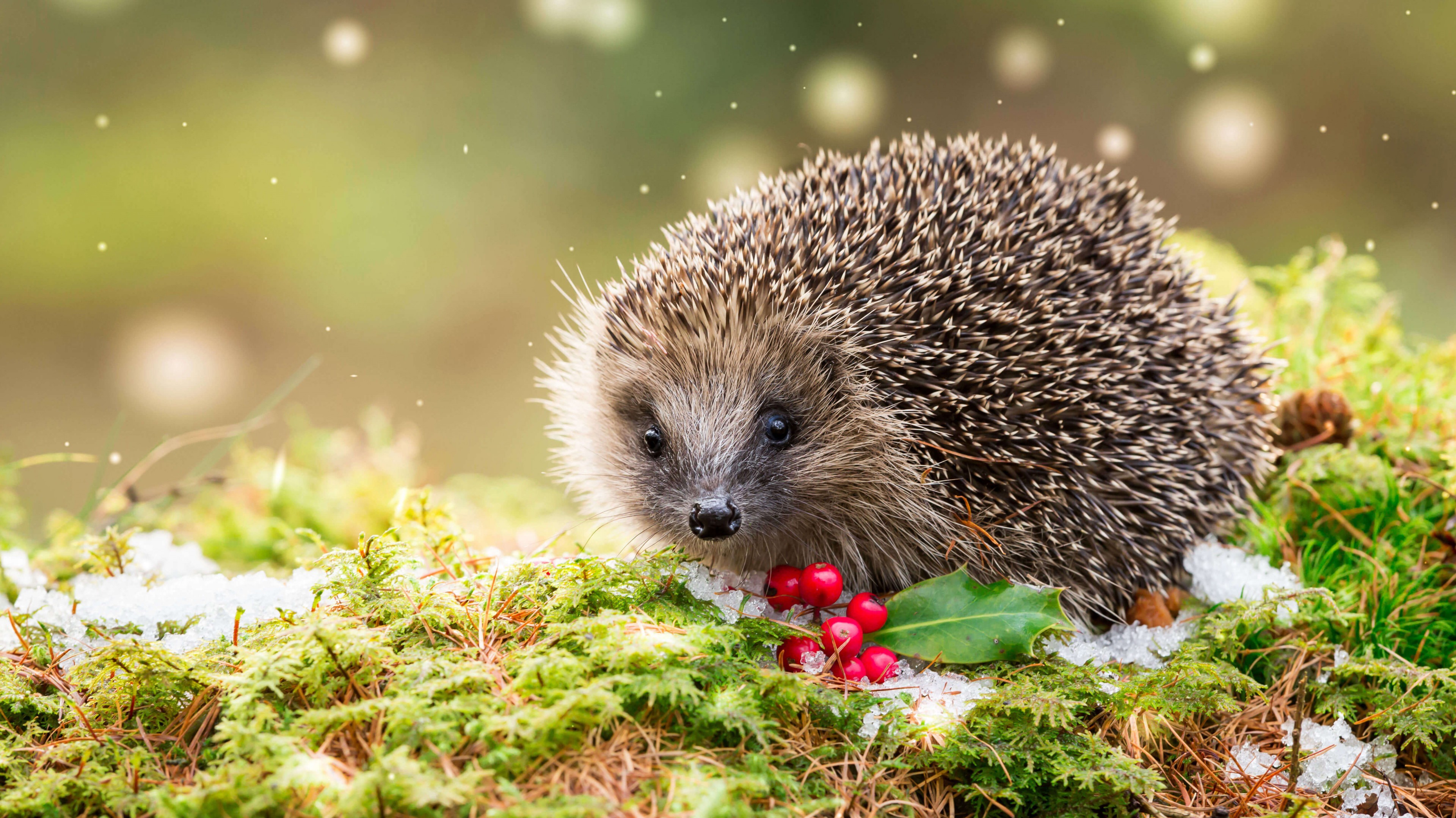 Hedgehogs Wallpapers