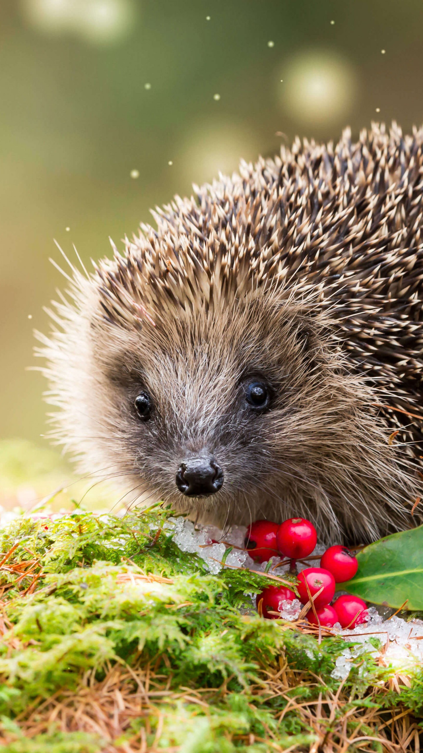 Hedgehogs Wallpapers