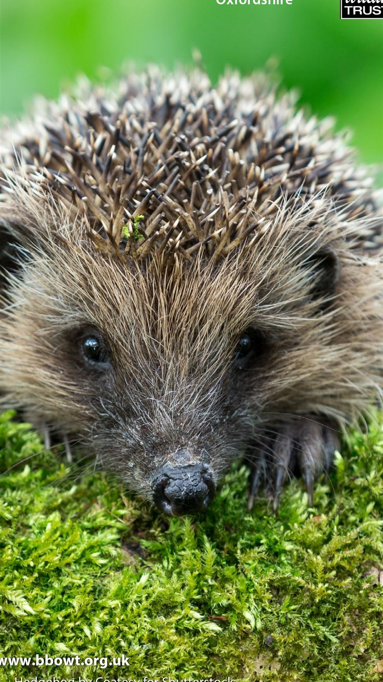 Hedgehogs Wallpapers