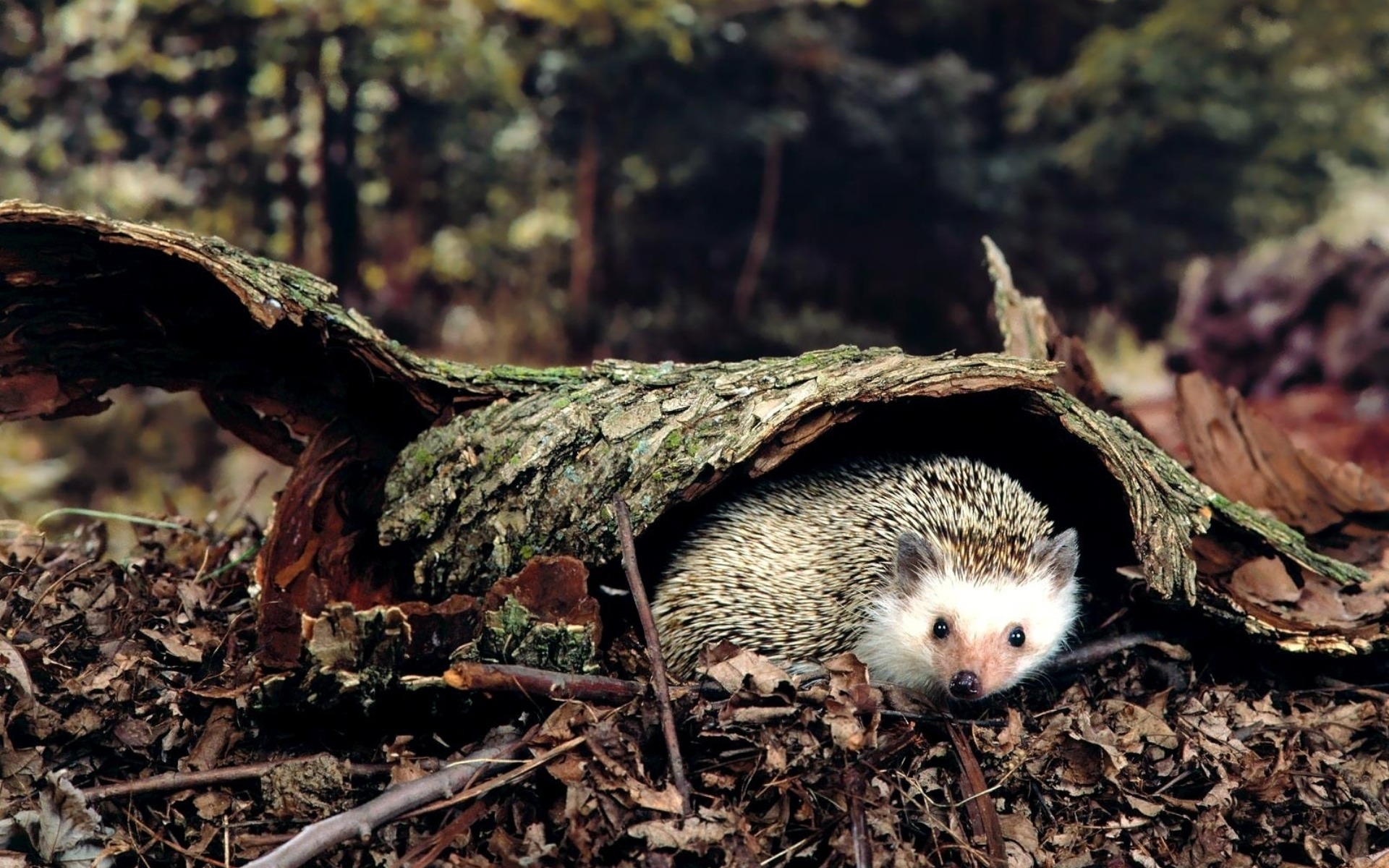 Hedgehogs Wallpapers