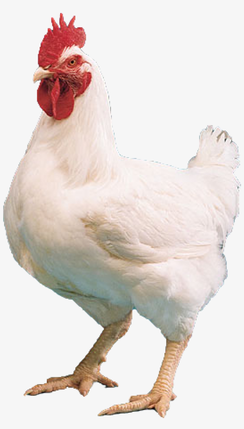 Hen Wallpapers