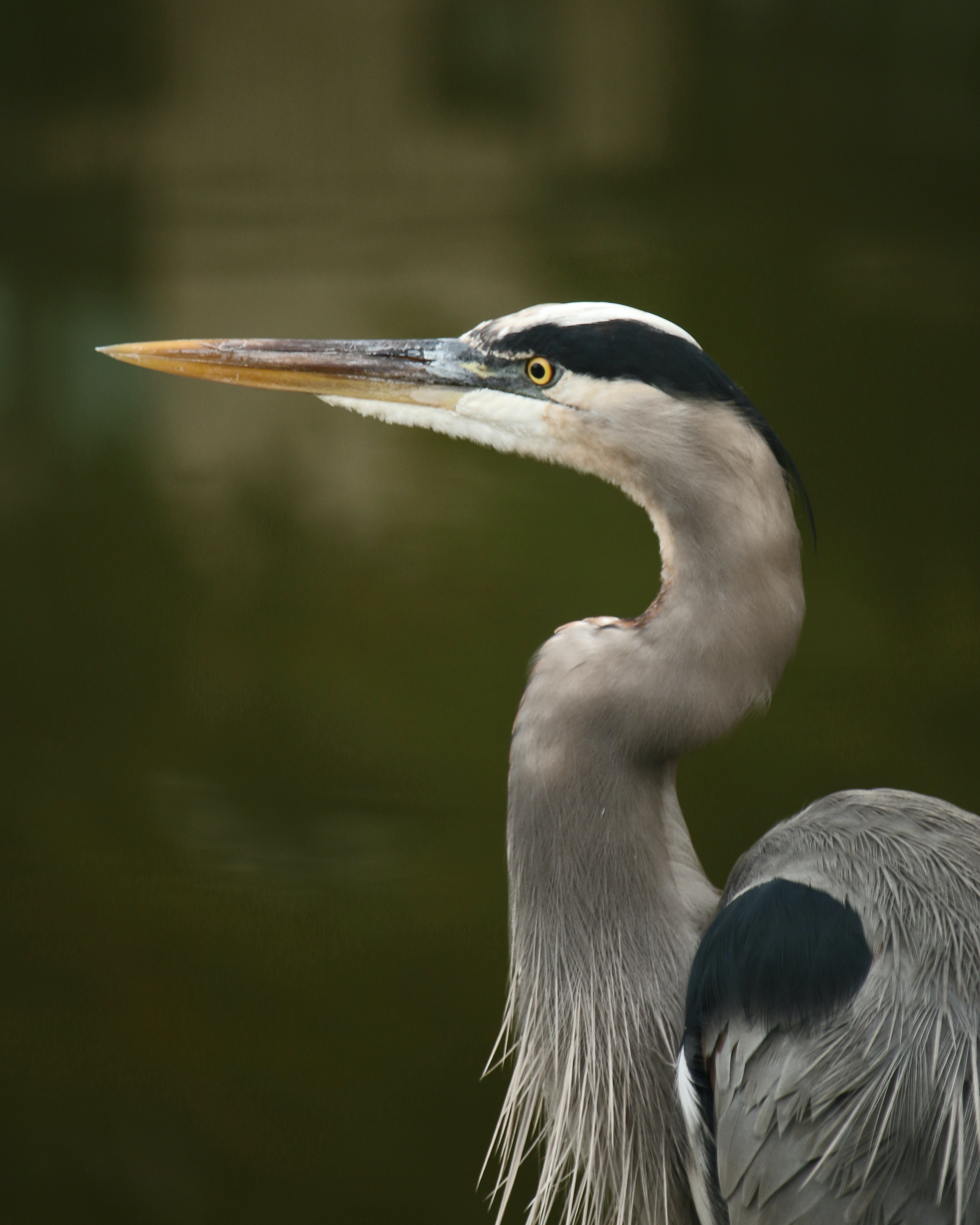 Heron Wallpapers