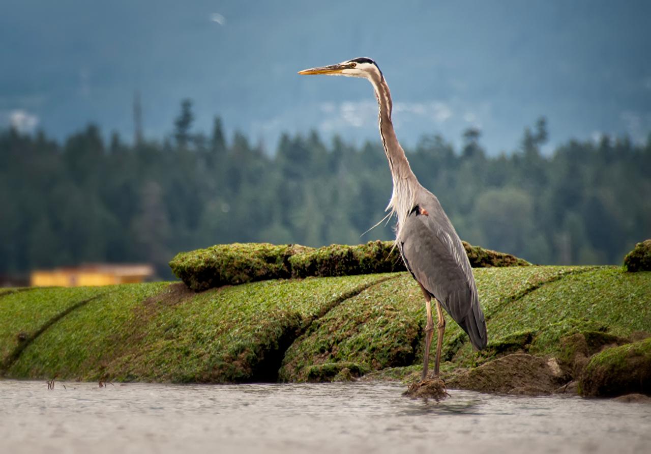 Herons Wallpapers