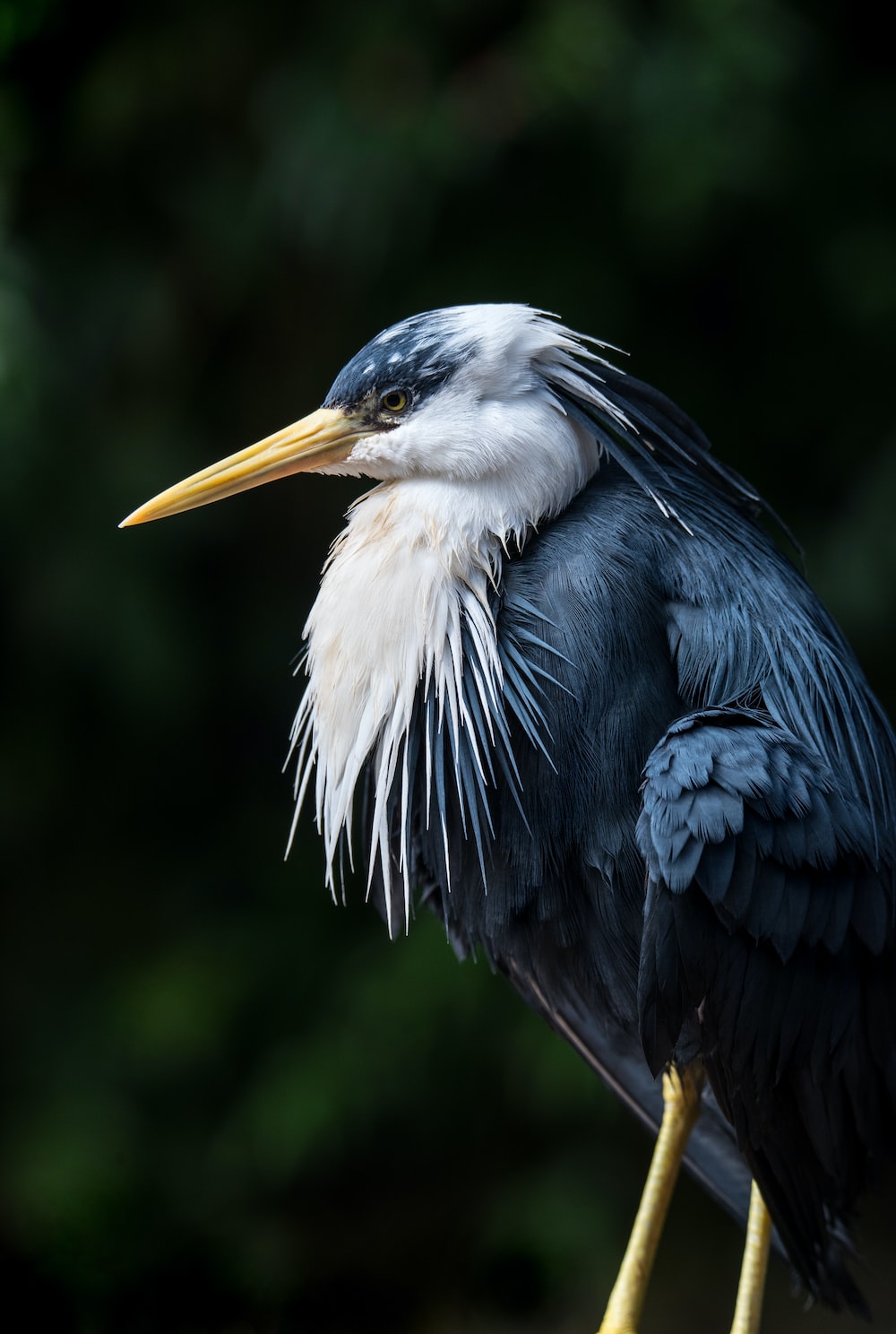 Herons Wallpapers