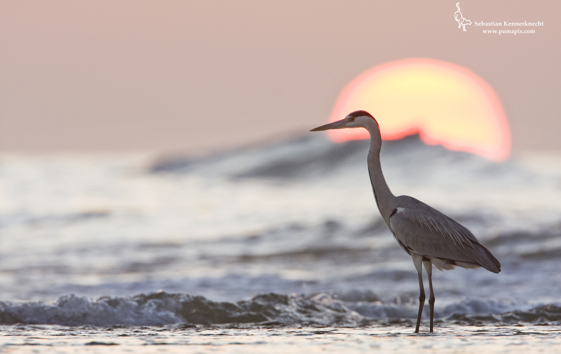 Herons Wallpapers