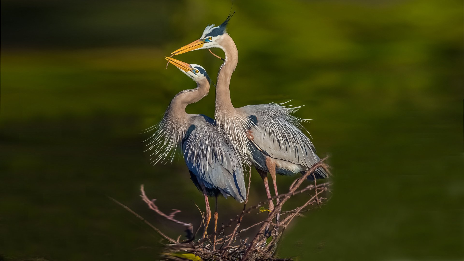 Herons Wallpapers