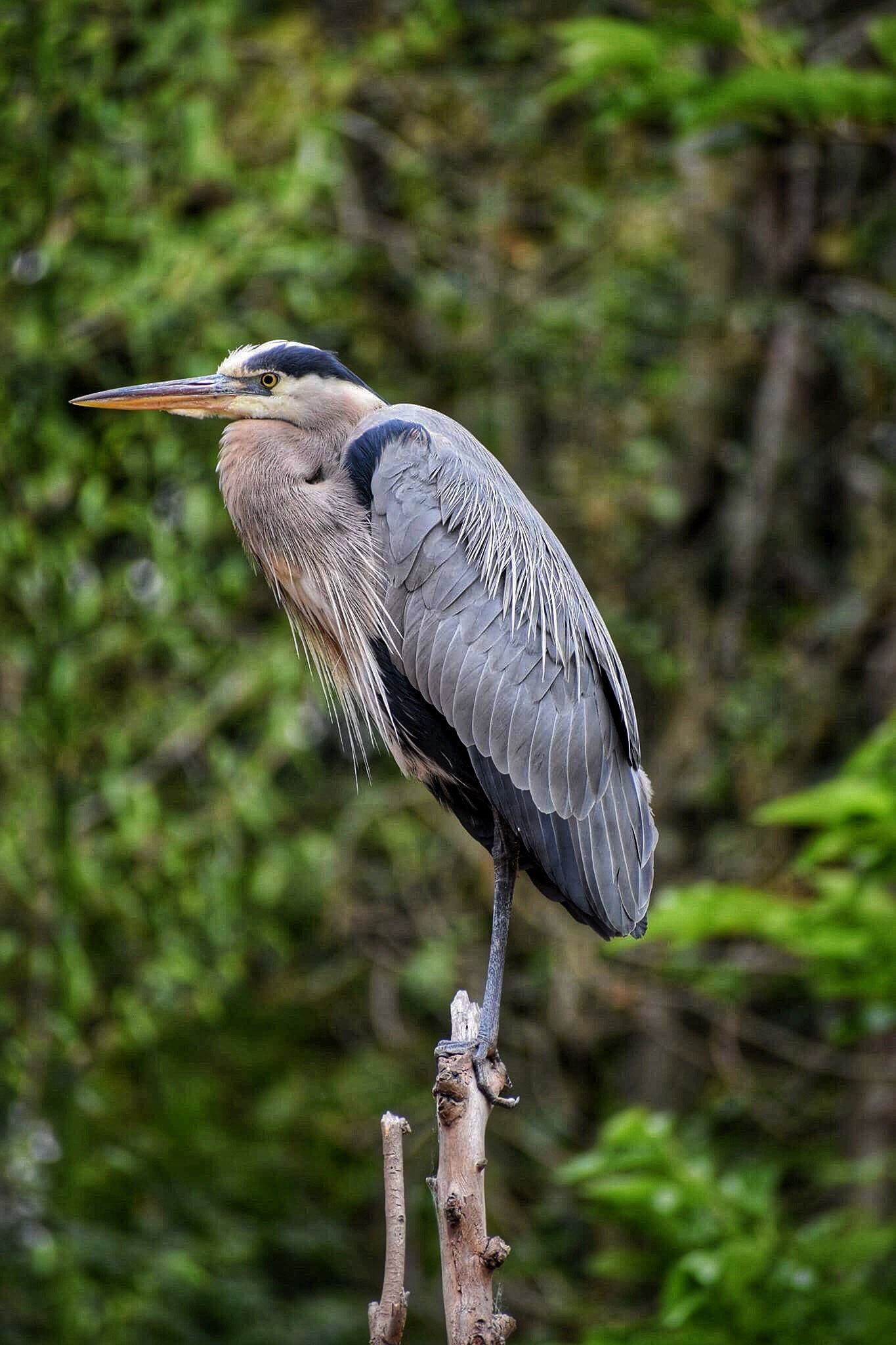 Herons Wallpapers