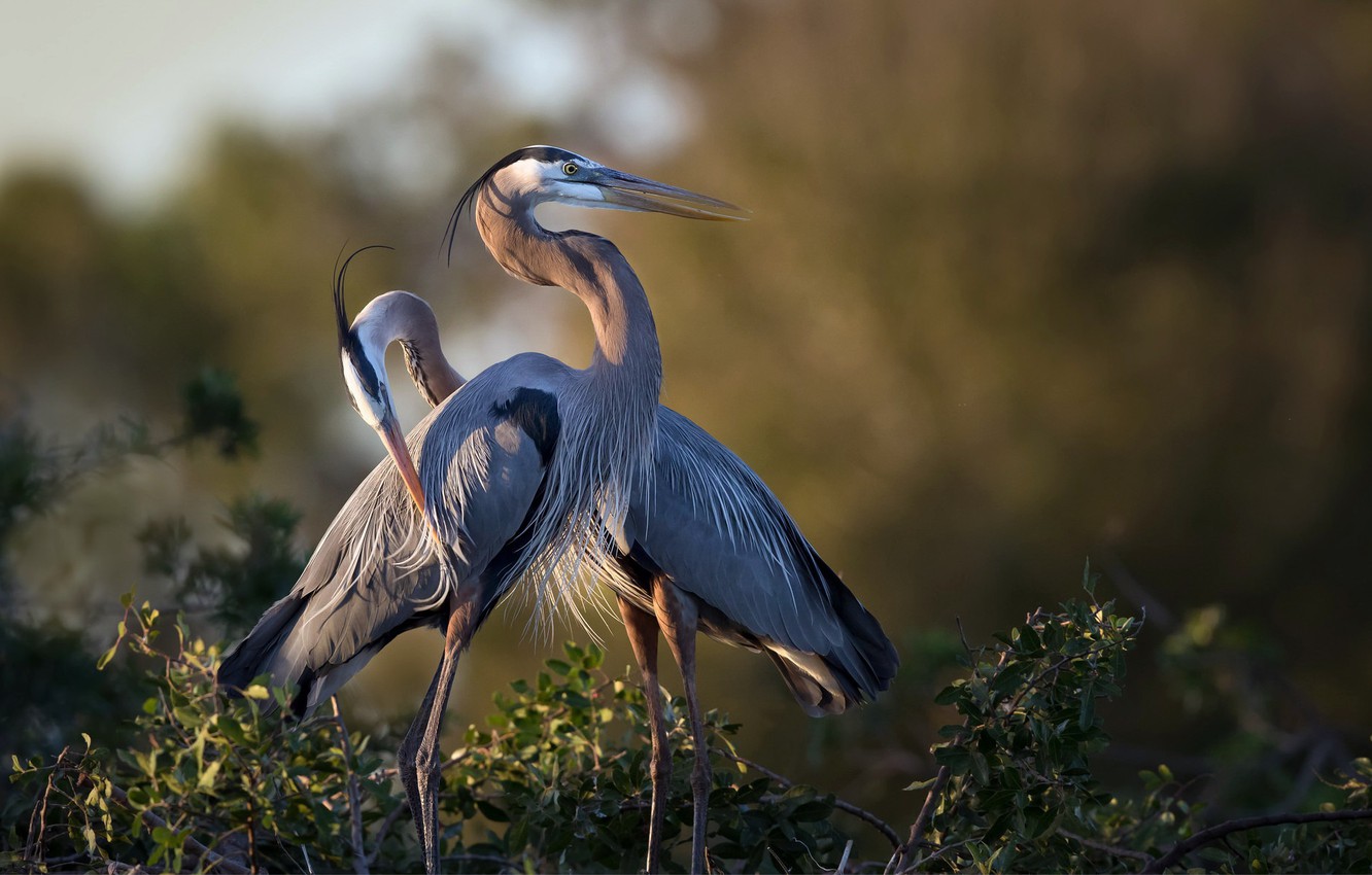 Herons Wallpapers