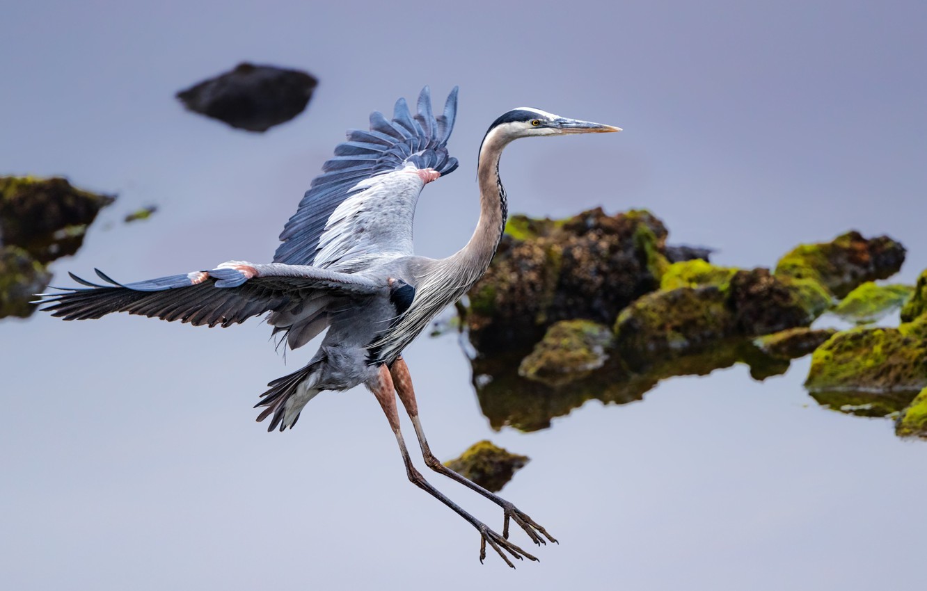 Herons Wallpapers