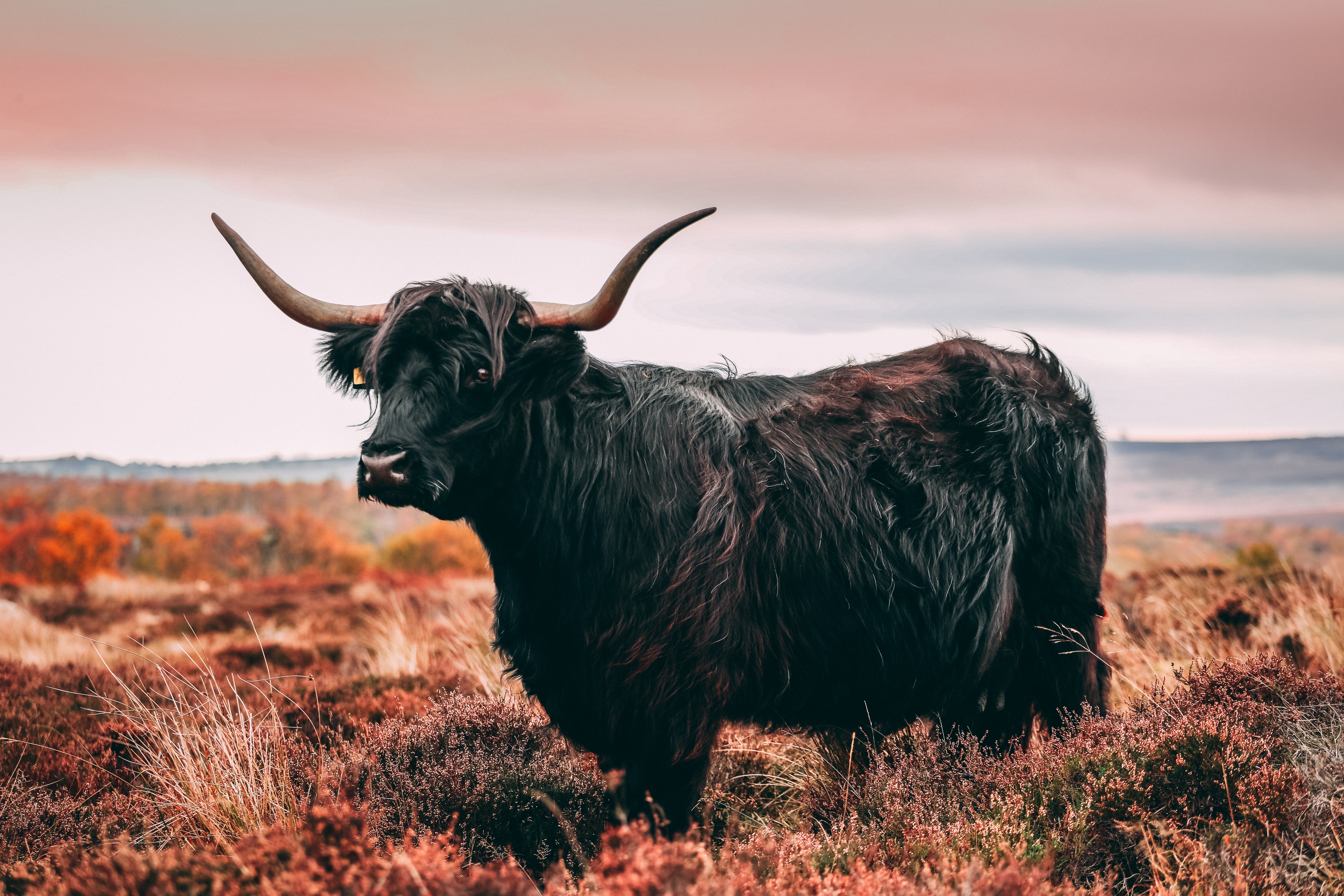 Highland Cattle Wallpapers