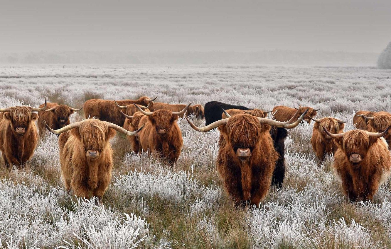 Highland Cattle Wallpapers