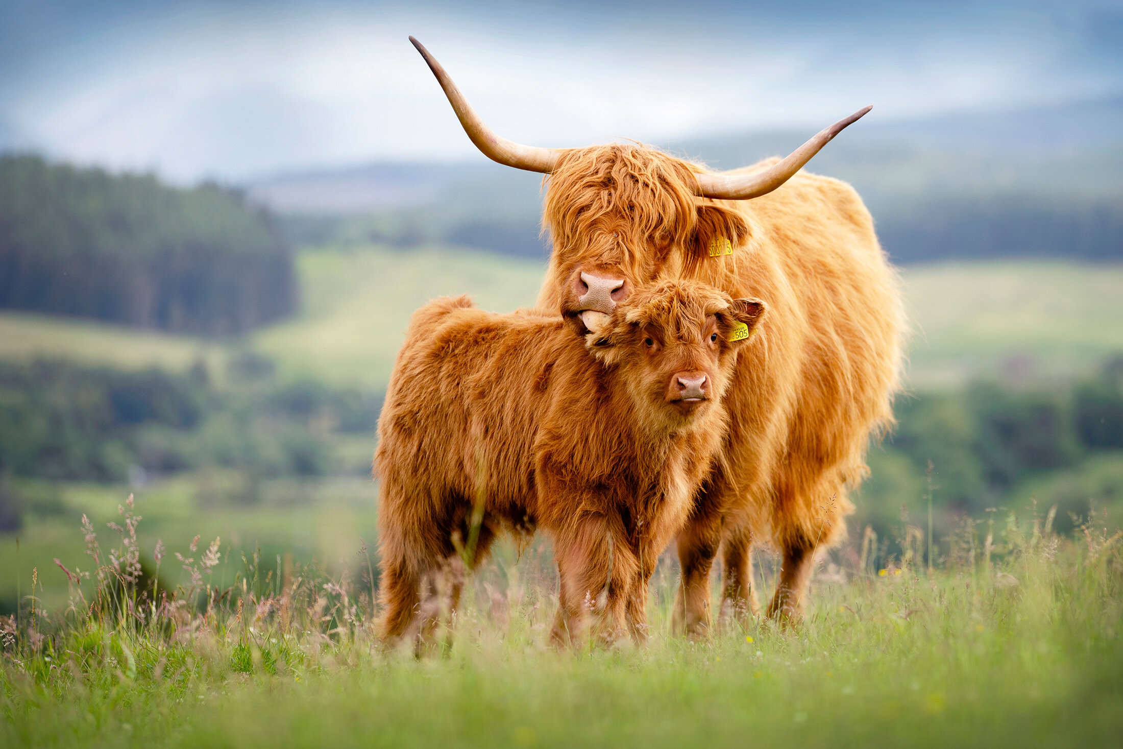 Highland Cattle Wallpapers