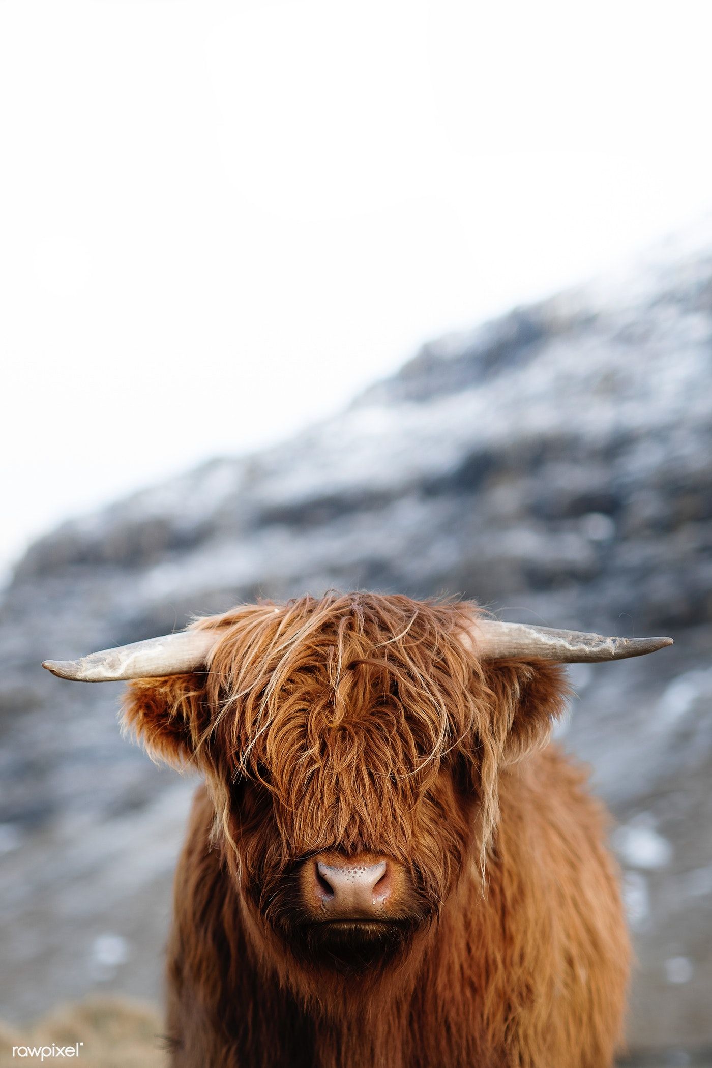 Highland Cattle Wallpapers