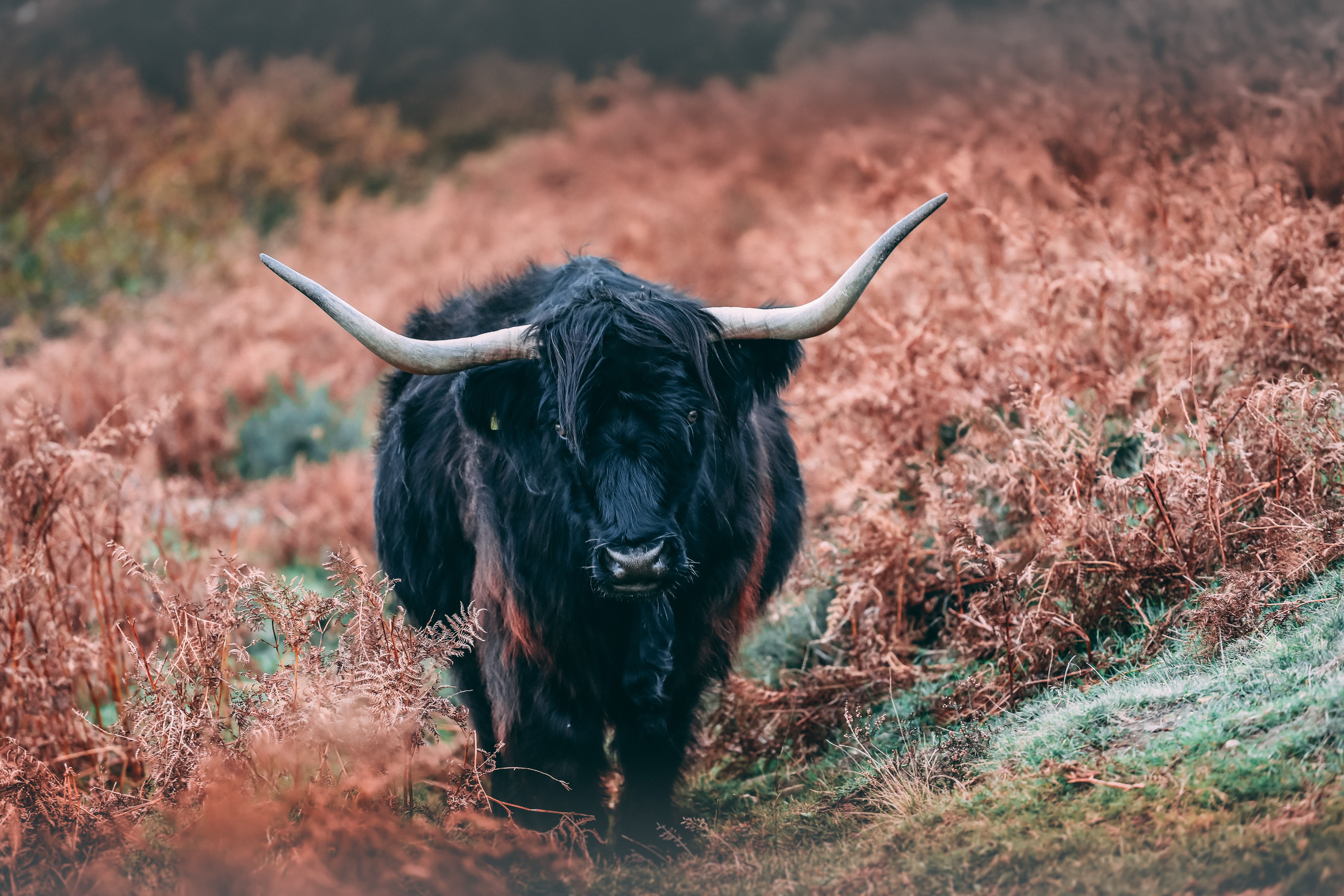 Highland Cattle Wallpapers