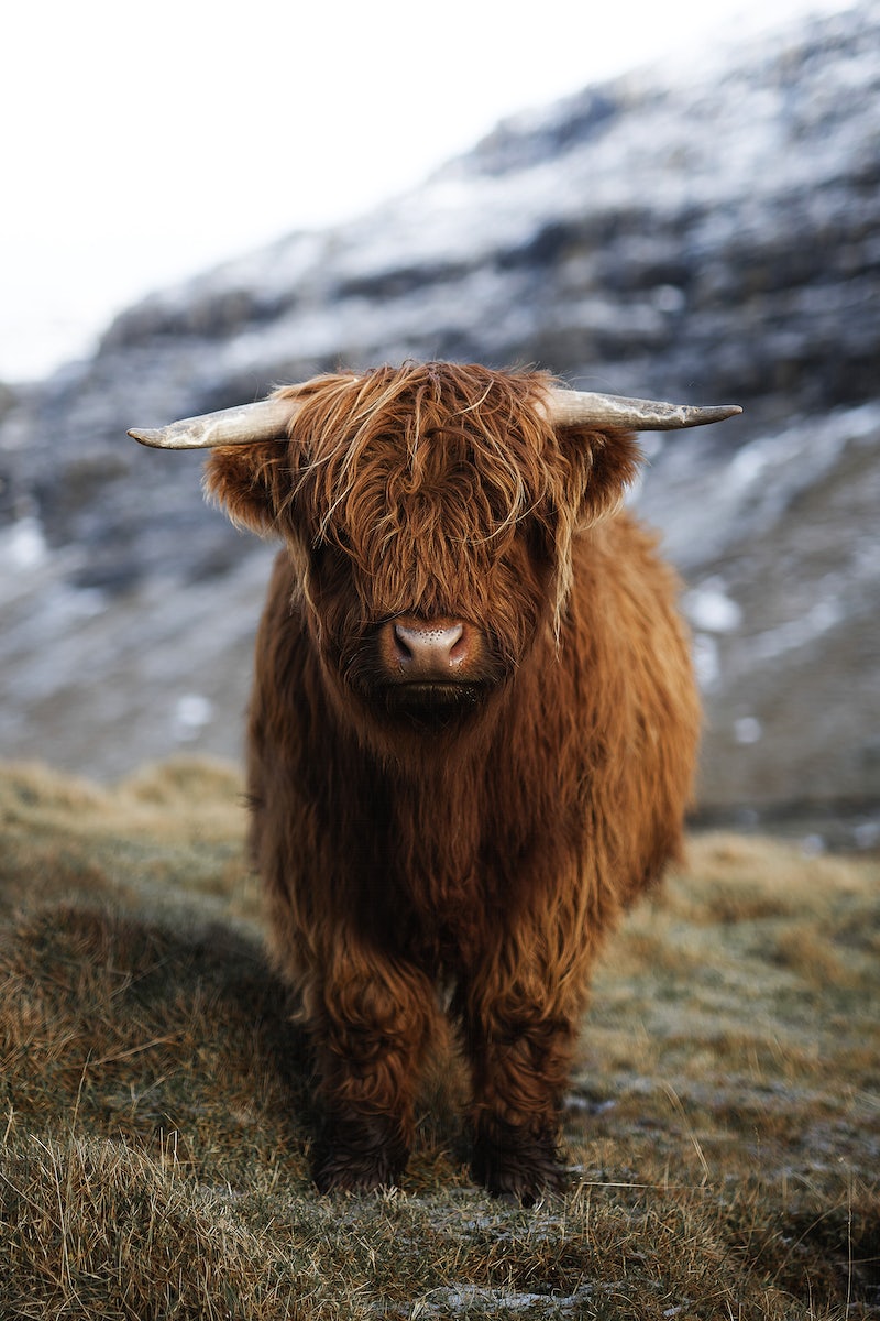 Highland Cattle Wallpapers