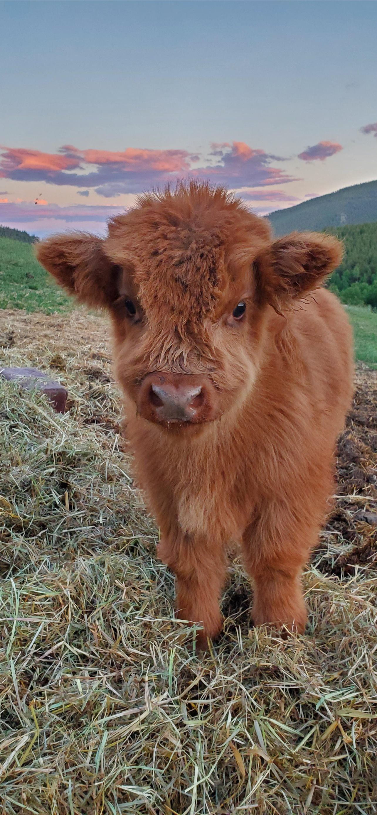 Highland Cattle Wallpapers