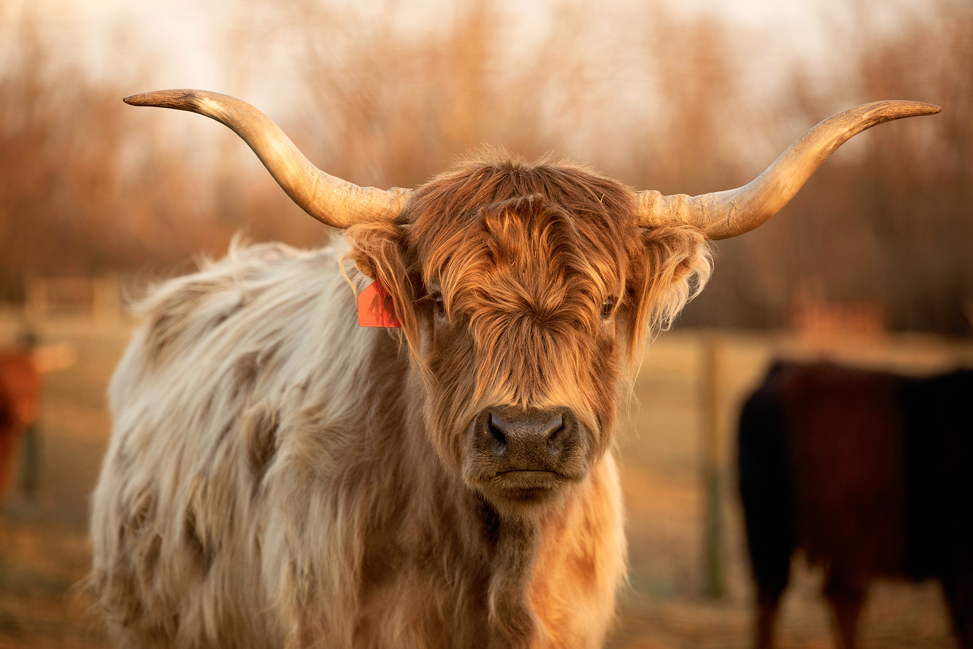 Highland Cattle Wallpapers