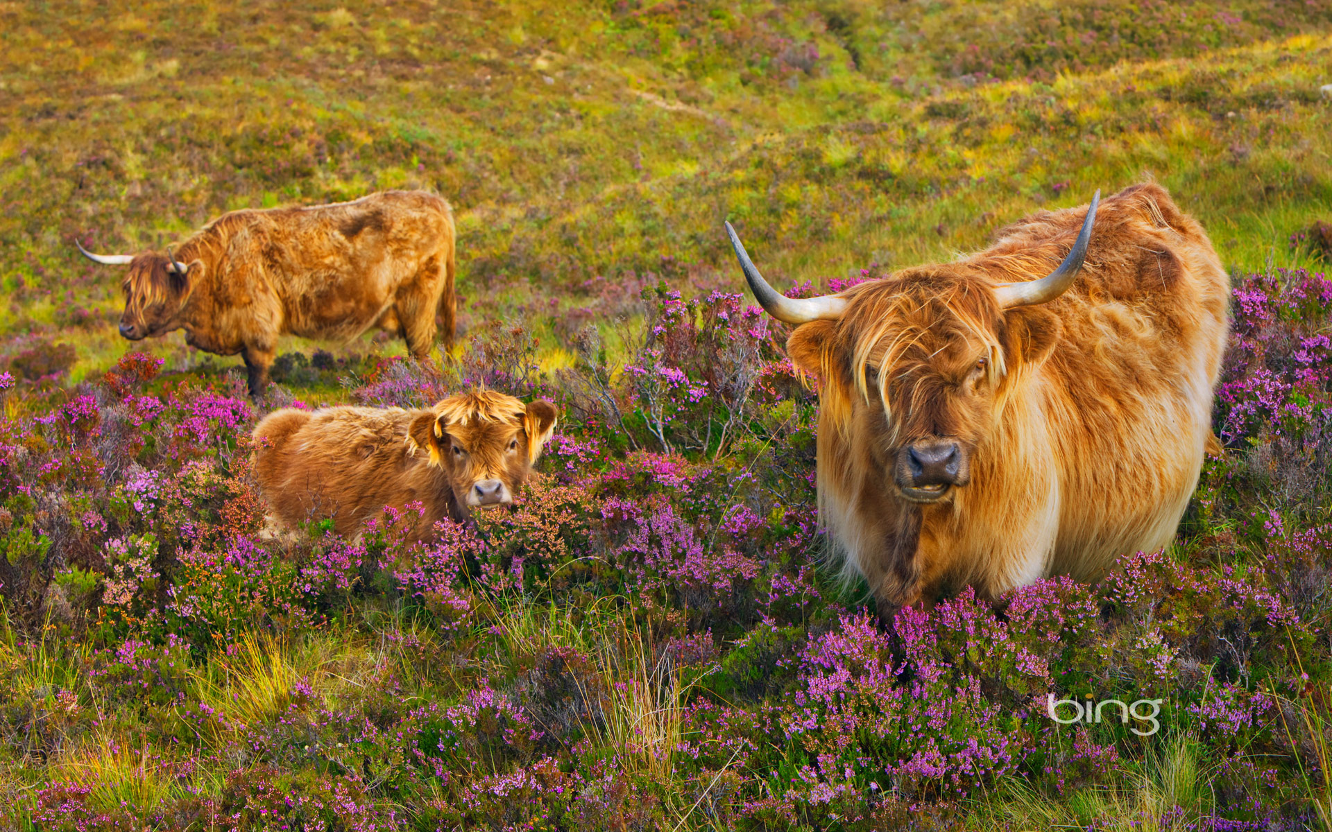 Highland Cattle Wallpapers