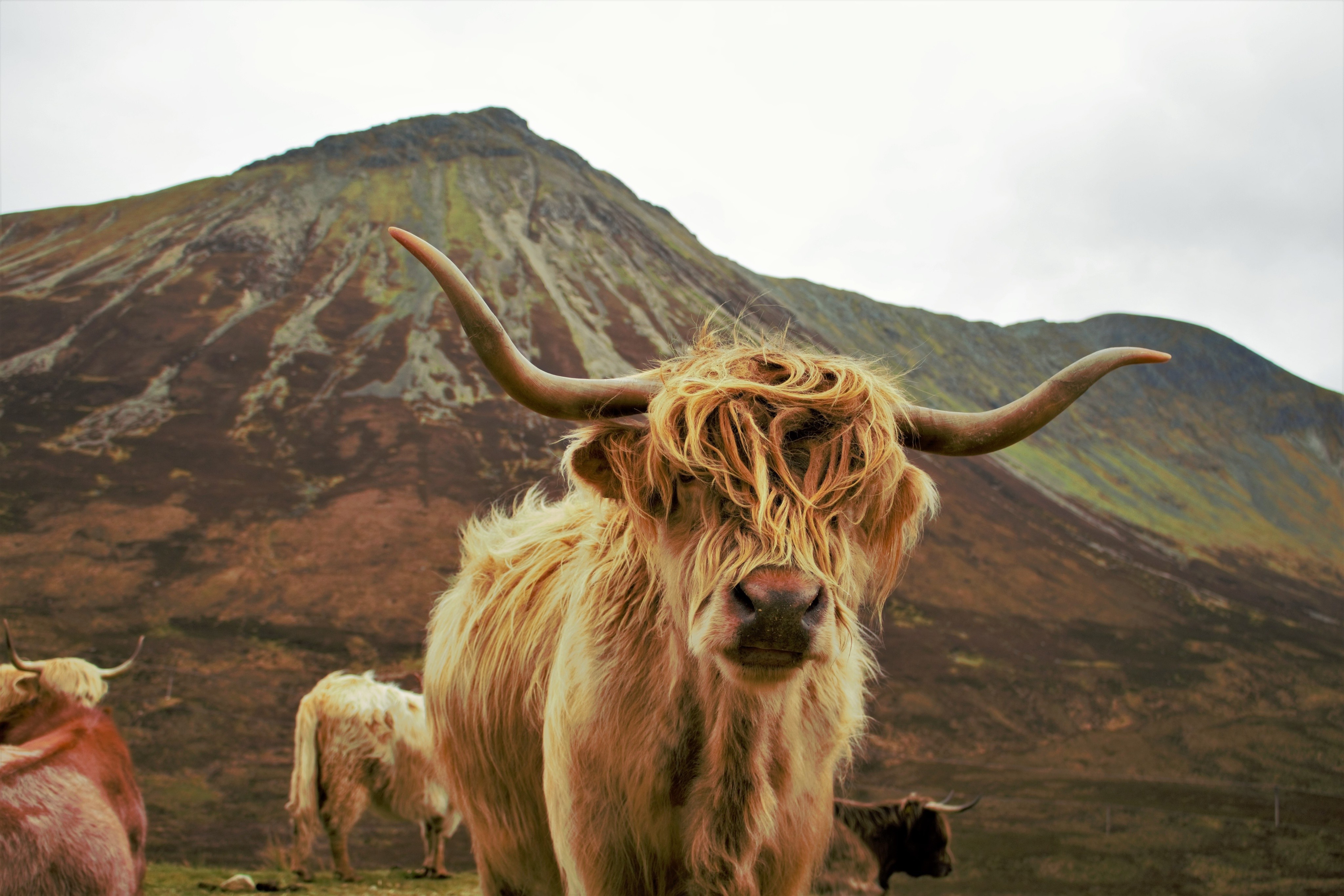 Highland Cattle Wallpapers