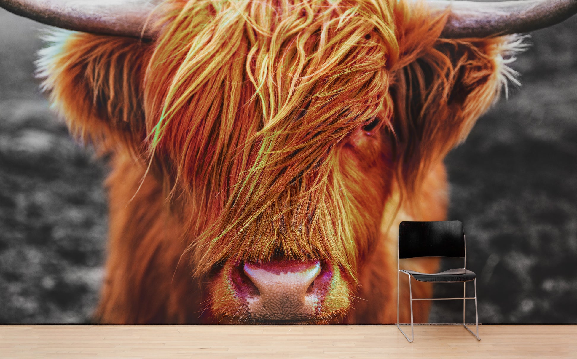 Highland Cattle Wallpapers