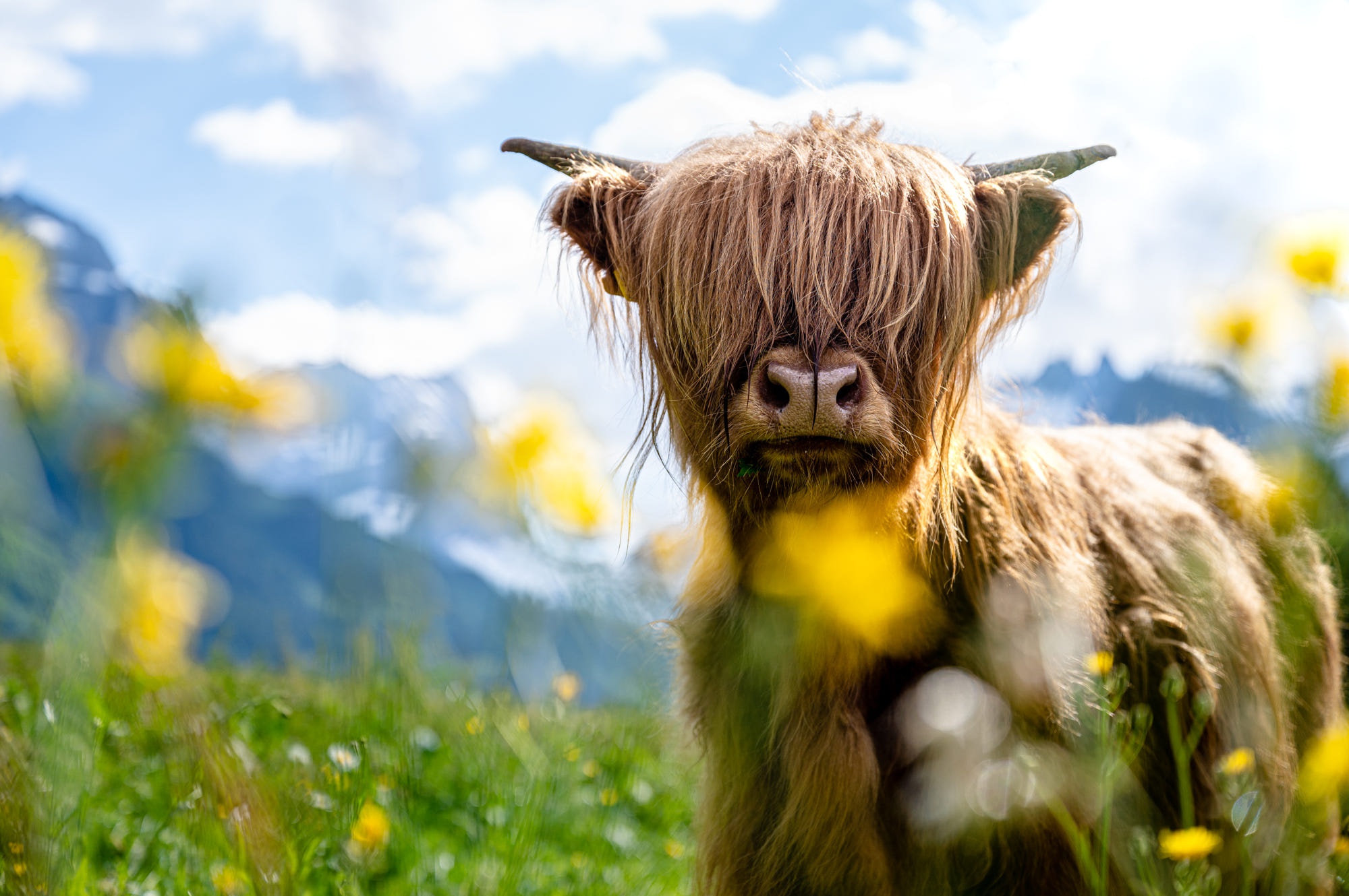 Highland Cattle Wallpapers