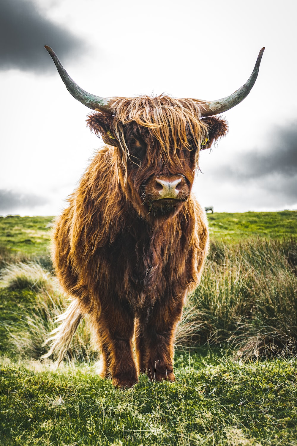 Highland Cattle Wallpapers