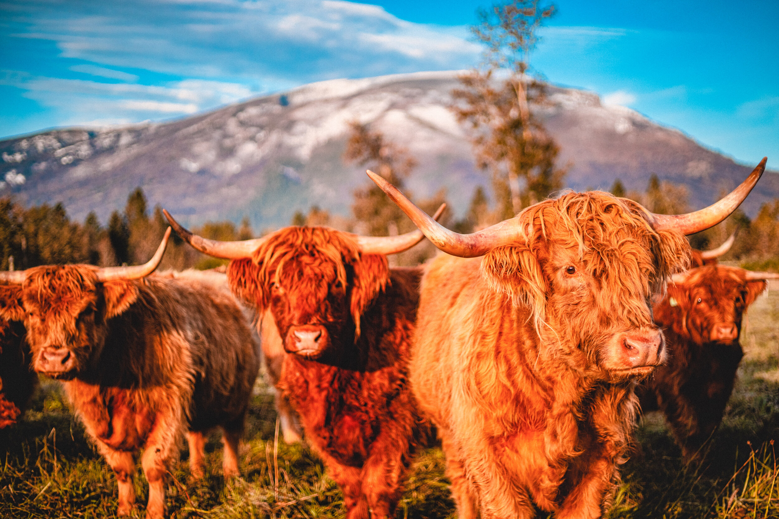 Highland Cattle Wallpapers